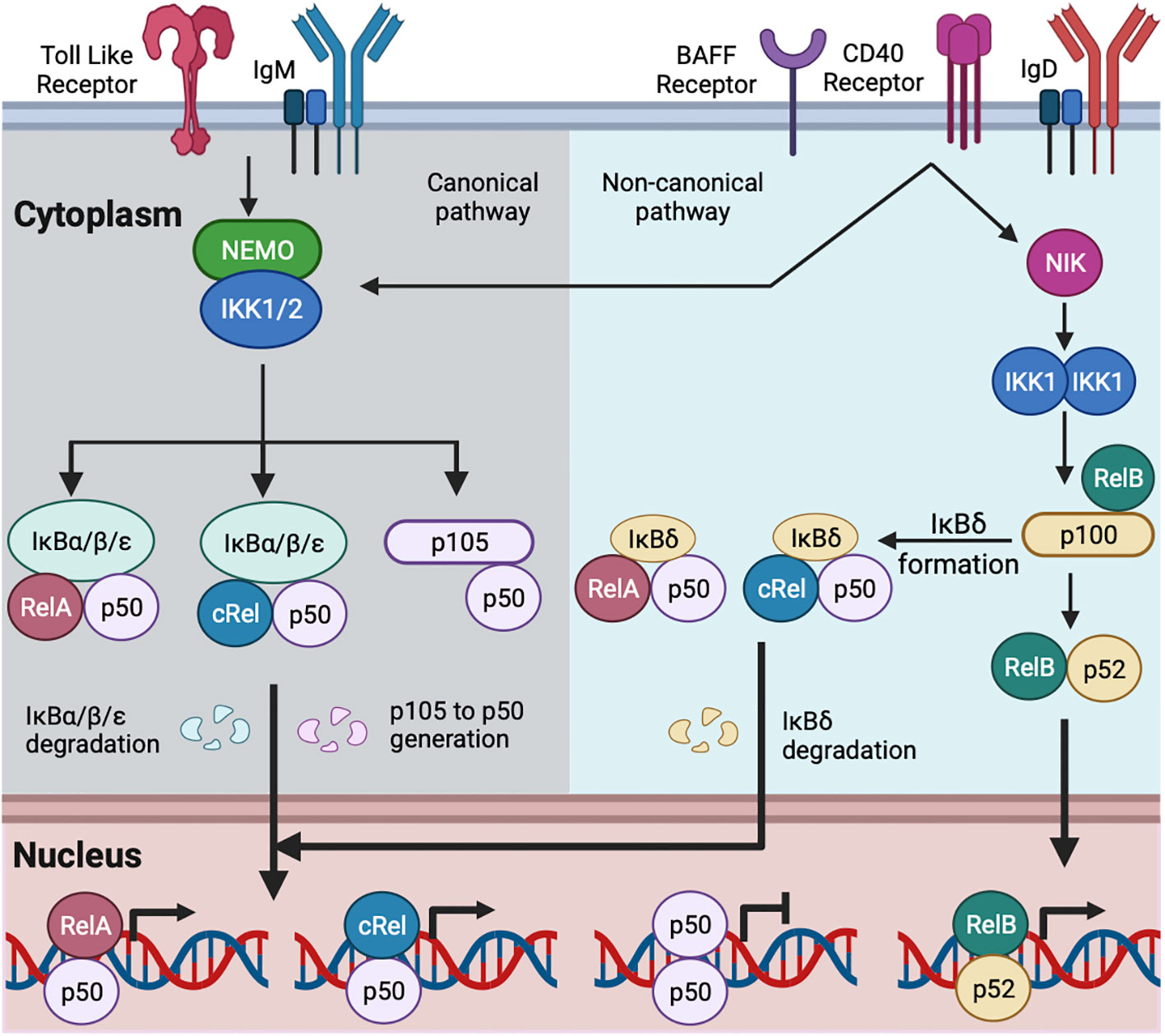 Nfkb2 deficiency and its impact on plasma cells and immunoglobulin