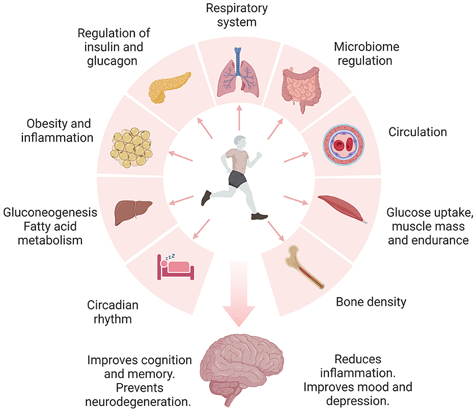 The science behind muscle memory - Scope