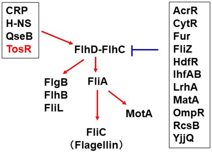 www.frontiersin.org