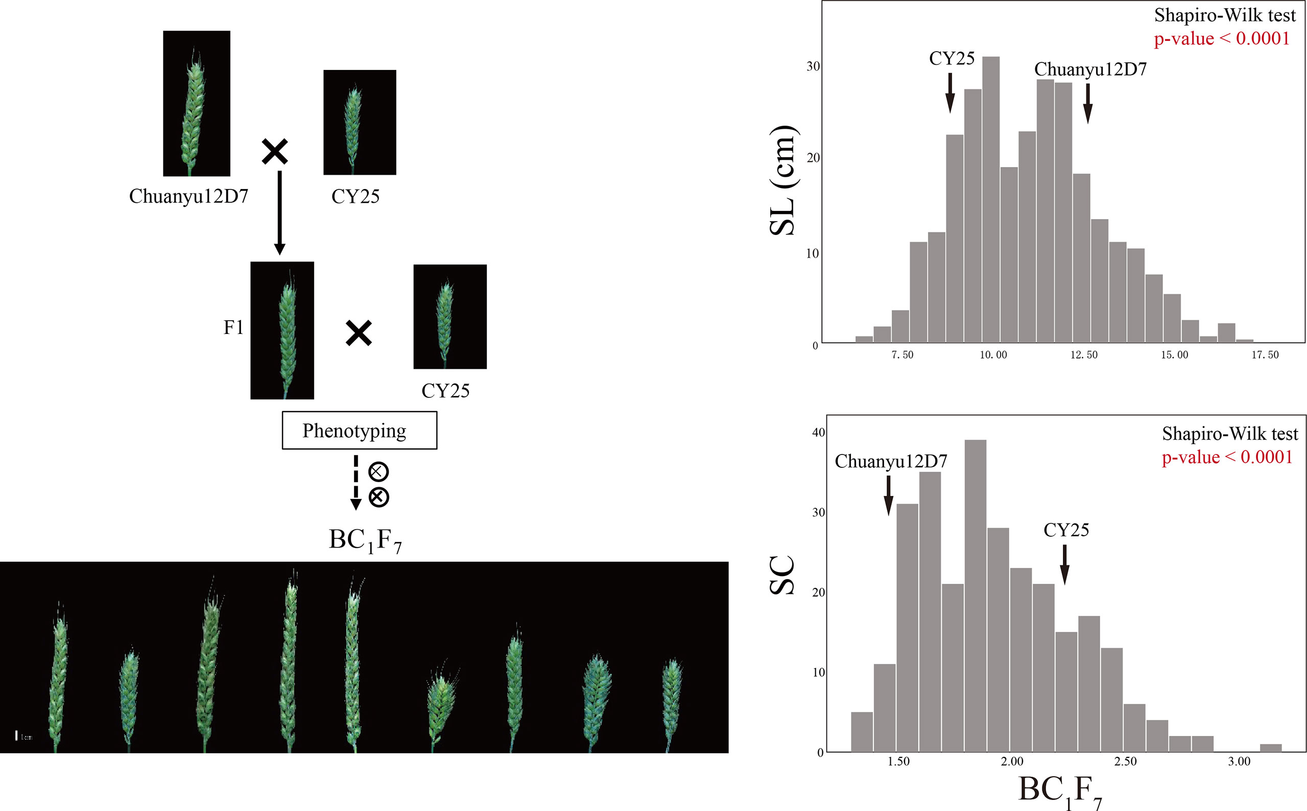 Phenotype of wild-type Supi 3 and mutant wh. (A) spikes, (B) leaf