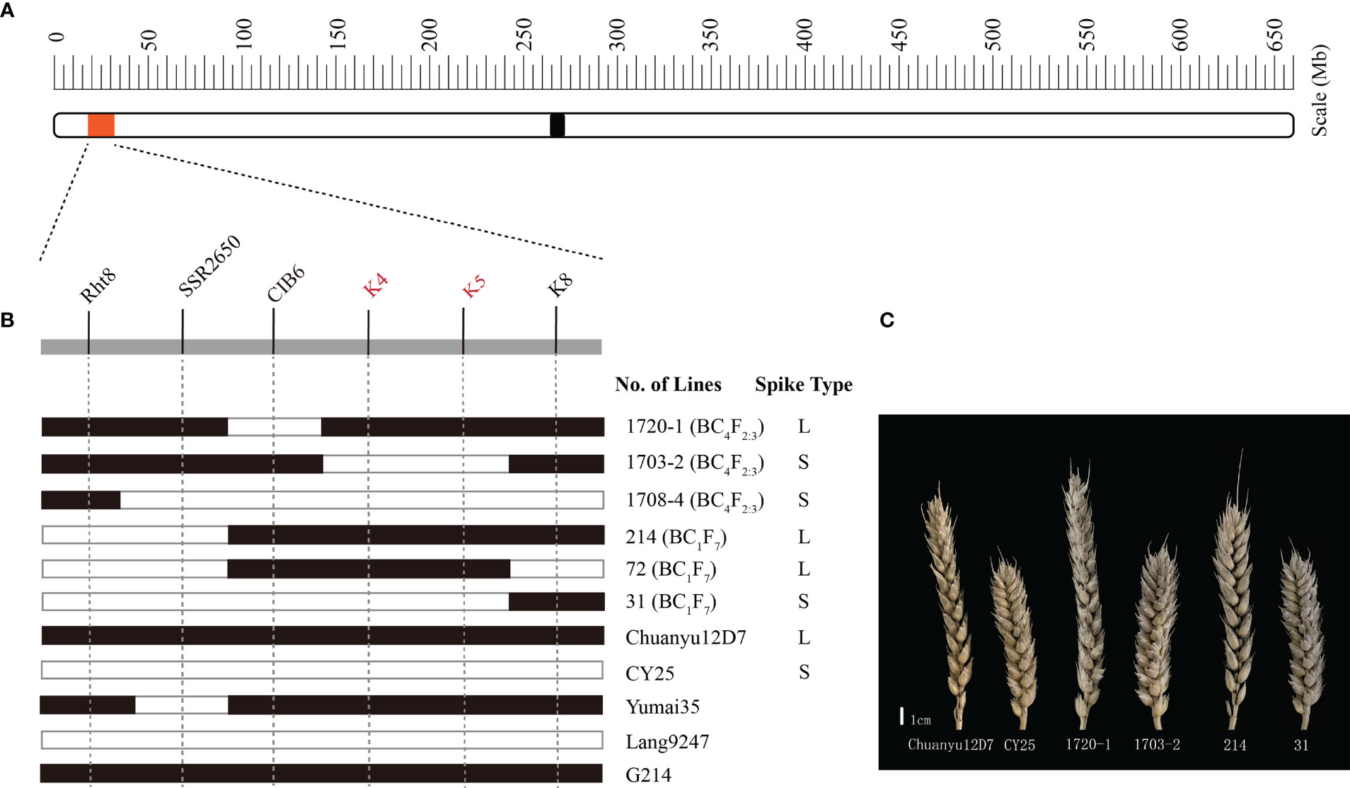 Phenotype of wild-type Supi 3 and mutant wh. (A) spikes, (B) leaf