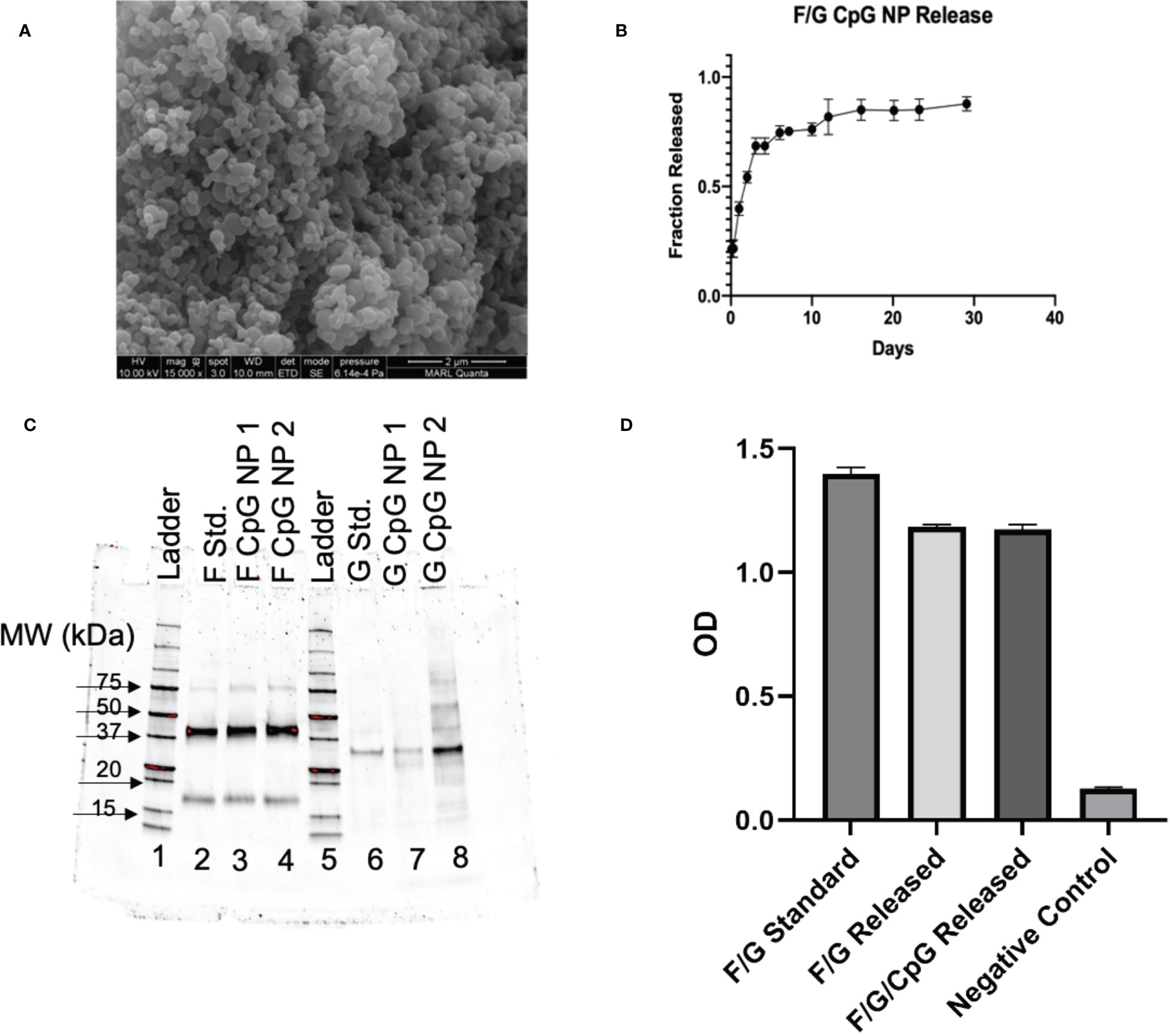 Frontiers  Limited Neonatal Carbohydrate-Specific Antibody