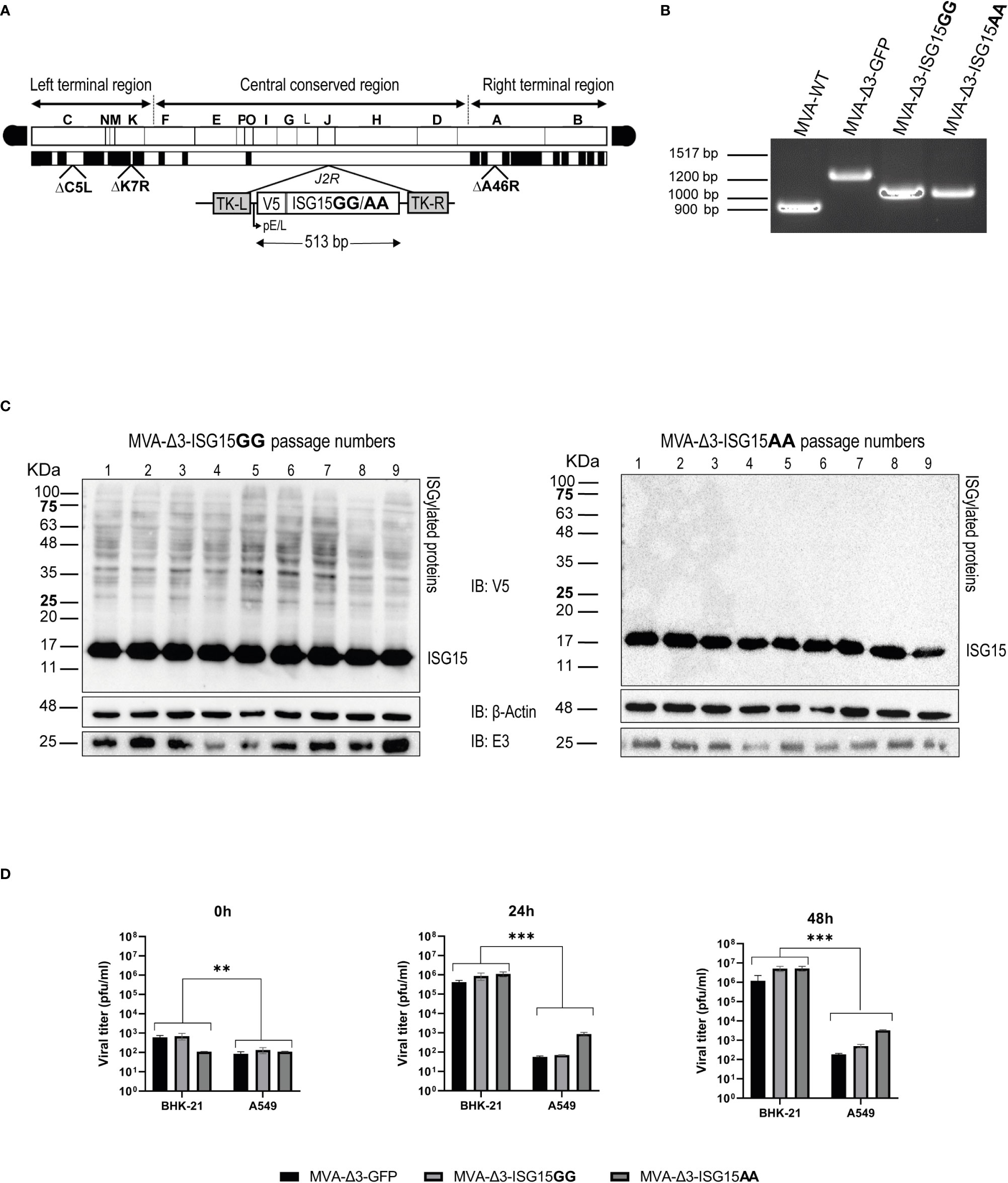 Frontiers | an mva-based vector expressing cell-free isg15 increases