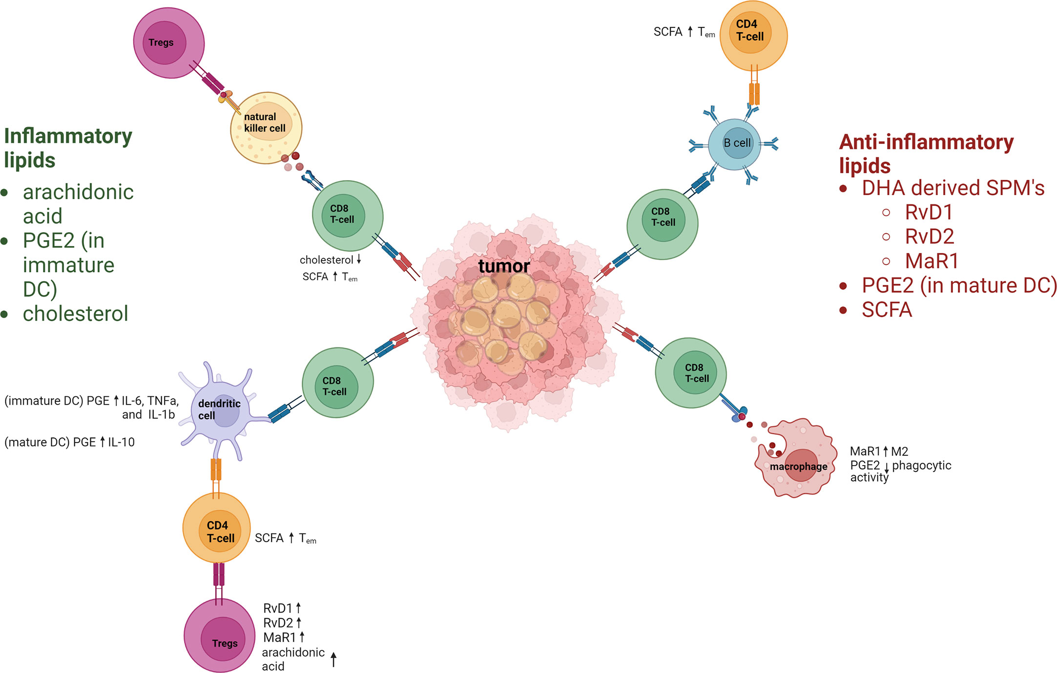 Lipids and cancer: Emerging roles in pathogenesis, diagnosis and  therapeutic intervention - ScienceDirect