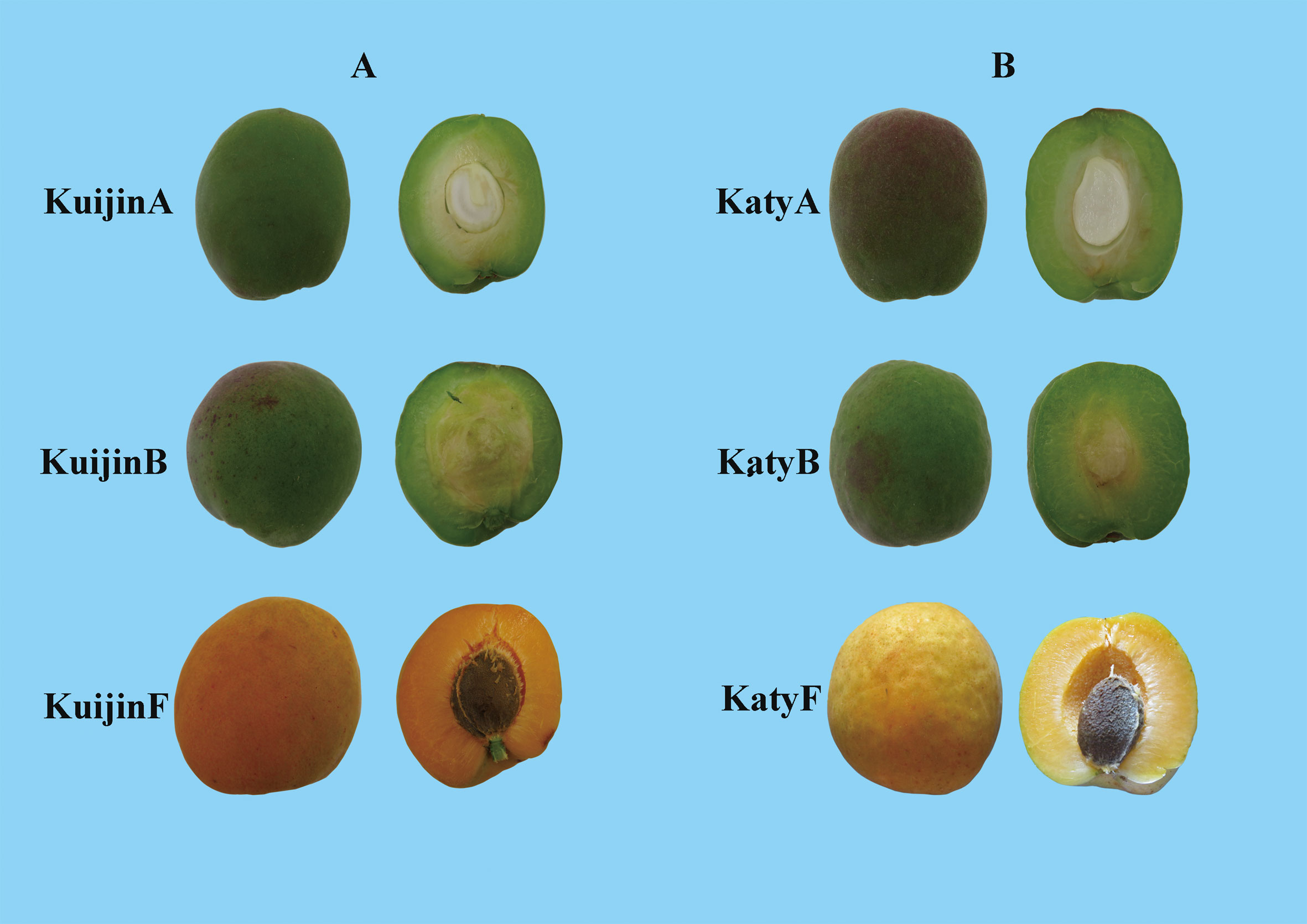 30-H/HH - APRICOT