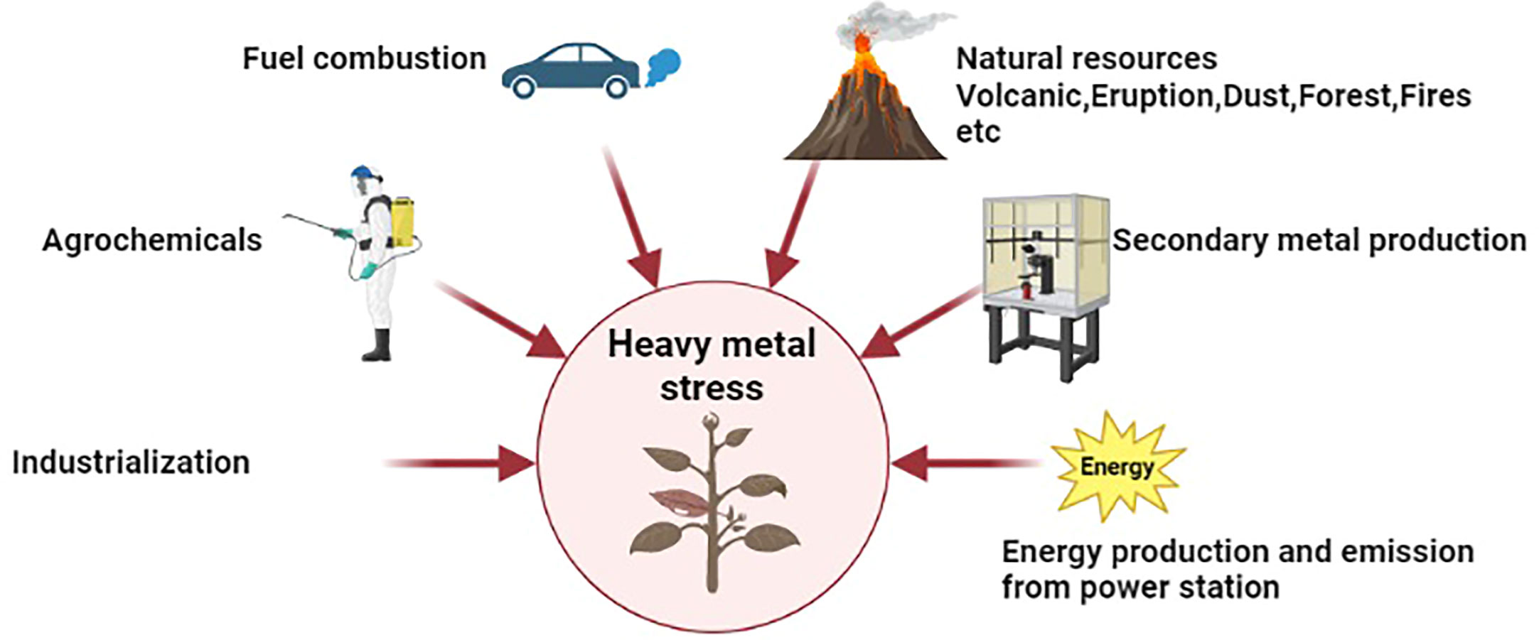 Correlation between the amount of heavy metals in the roots and