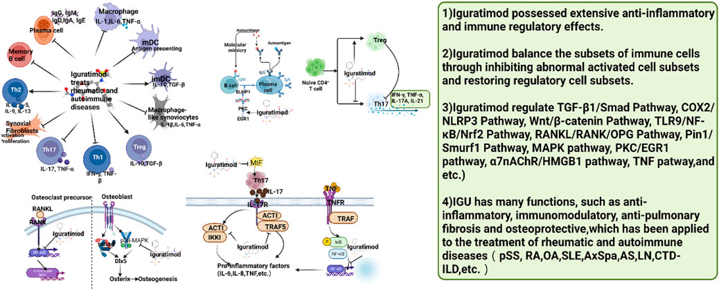 Frontiers | Efficacy and safety of iguratimod in the treatment of ...