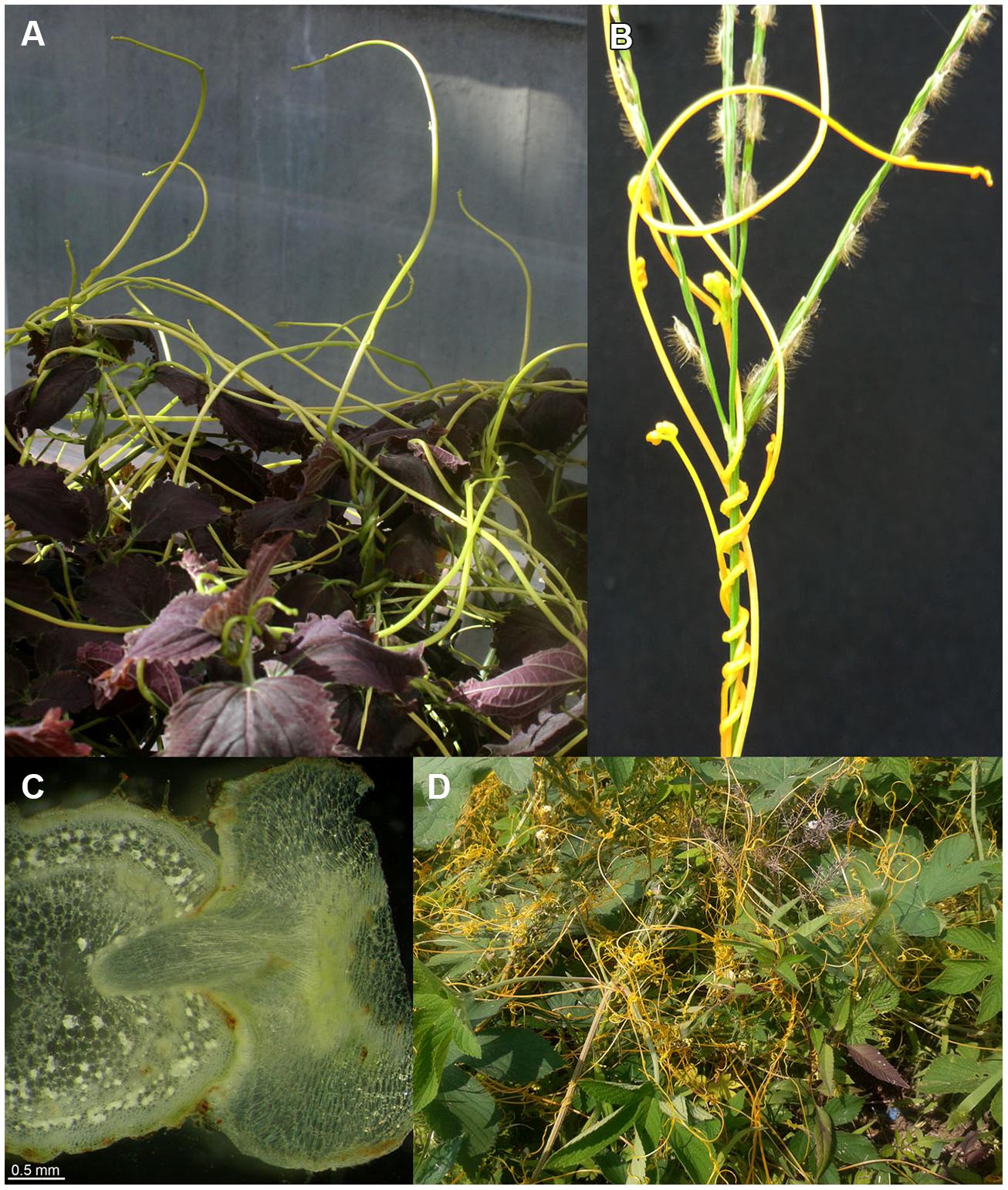 Frontiers | Parasitic plants of the genus Cuscuta and their interaction ...