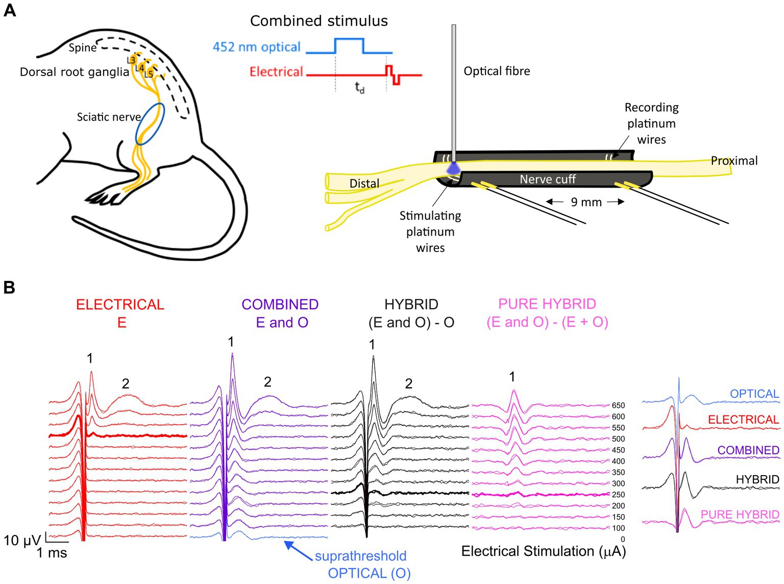 Frontiers  Combined optogenetic and electrical stimulation of the sciatic  nerve for selective control of sensory fibers