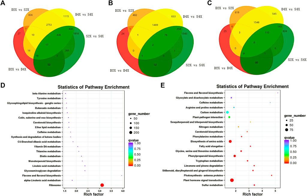 Genome-wide transcriptome analysis reveals molecular pathways involved in  leafy head formation of Chinese cabbage (Brassica rapa)