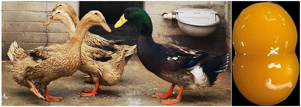 Vets that treat sales ducks near me
