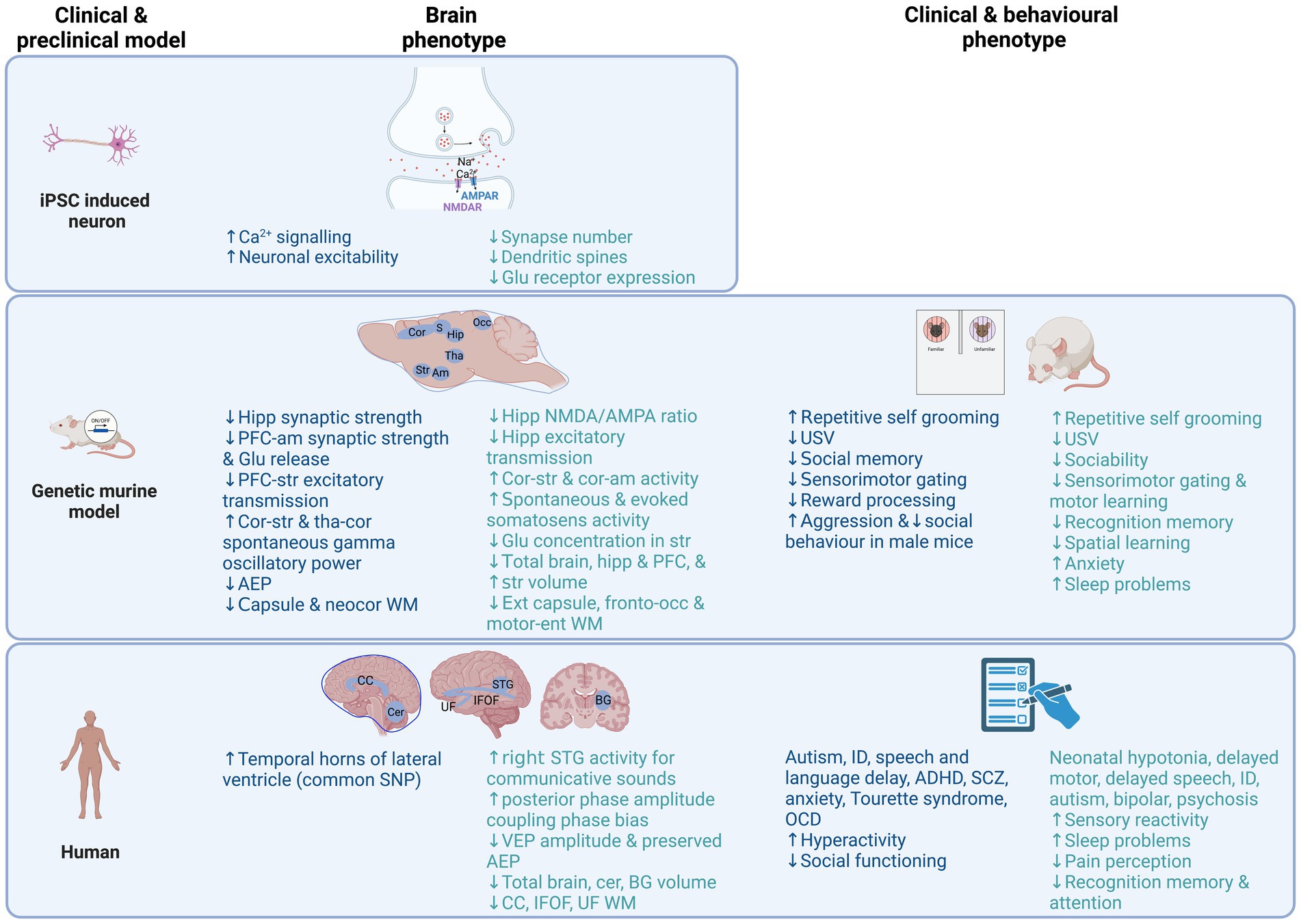 Frontiers Bridging the translational gap what can synaptopathies tell us about autism? photo