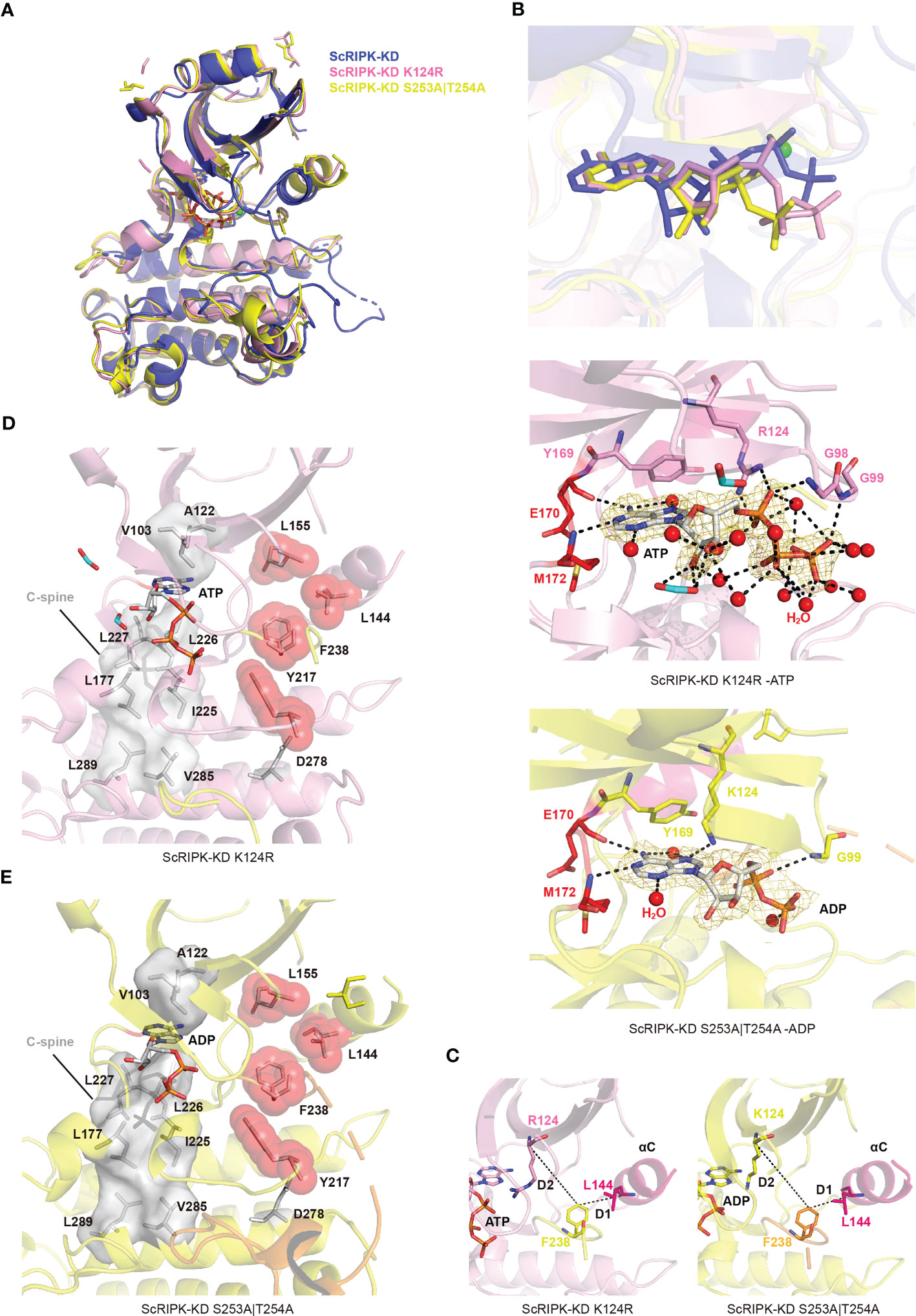 Phenotype of wild-type Supi 3 and mutant wh. (A) spikes, (B) leaf