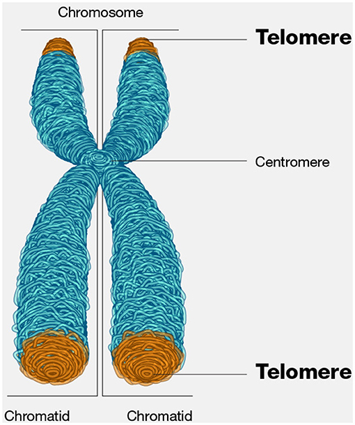 Figure 2 - Telomeres are the “end-parts” of linear chromosomes that protect them from damage and loss, as well as from fusing to other telomeres or actual broken DNA ends.