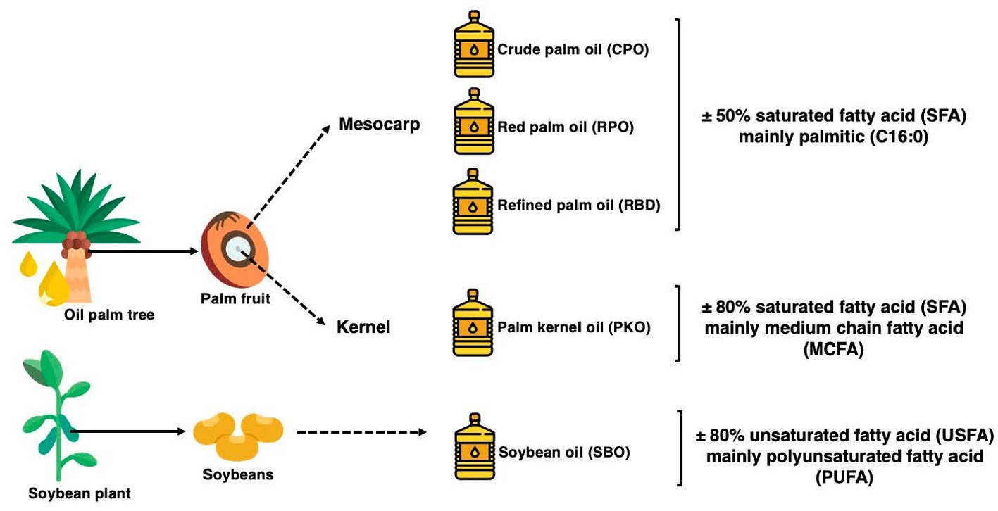 10 Amazing Benefits Of Palm Kernel Oil