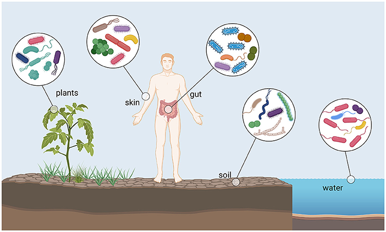 Figure 1 - Bacteria are found in very different environments such as in the soil, in water, on plants, on our skin or our gut.