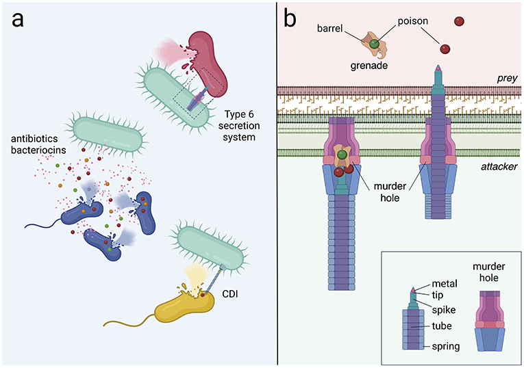 Figure 2 - Bacterial weapons.