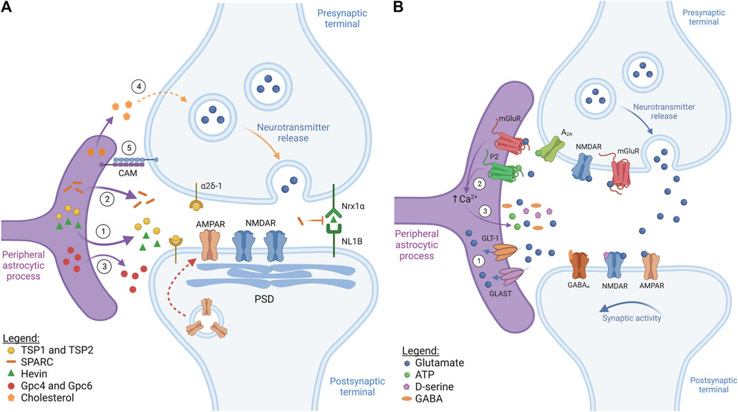 Frontiers  Astrocyte Glutamate Uptake and Signaling as Novel Targets for  Antiepileptogenic Therapy