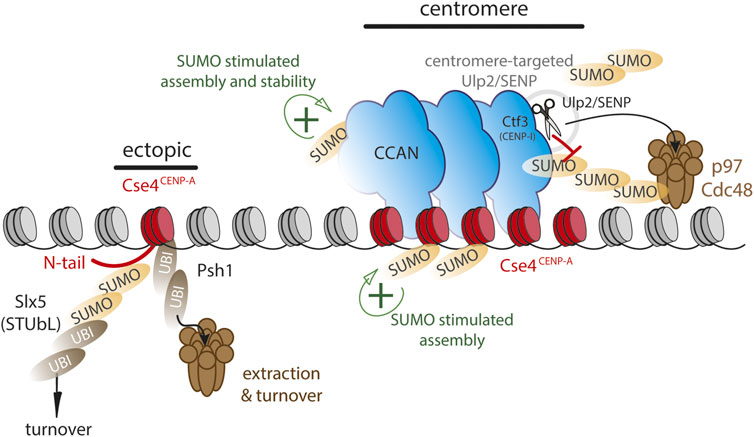 Frontiers SUMO control of centromere homeostasis