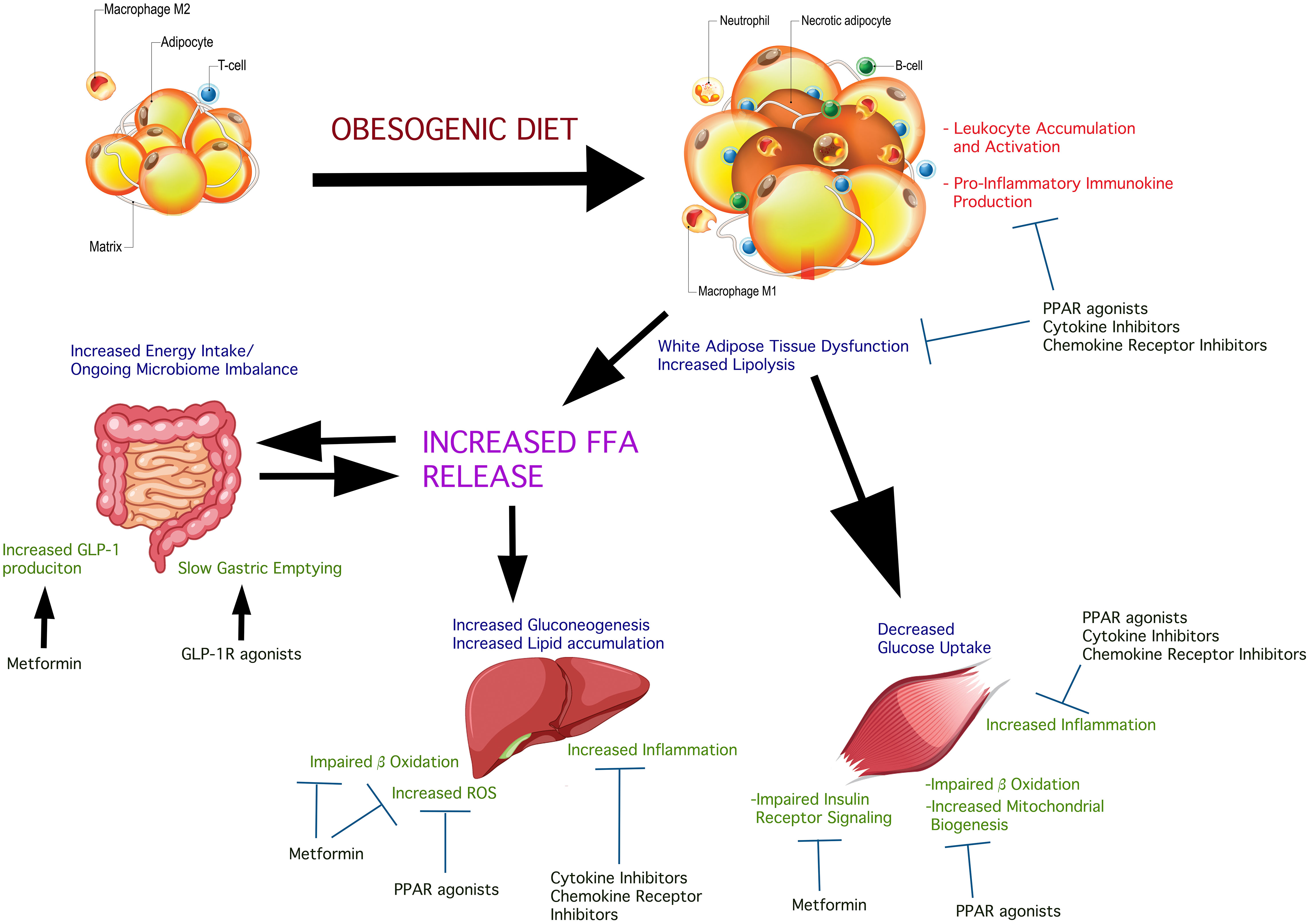 Insulin sensitivity stability