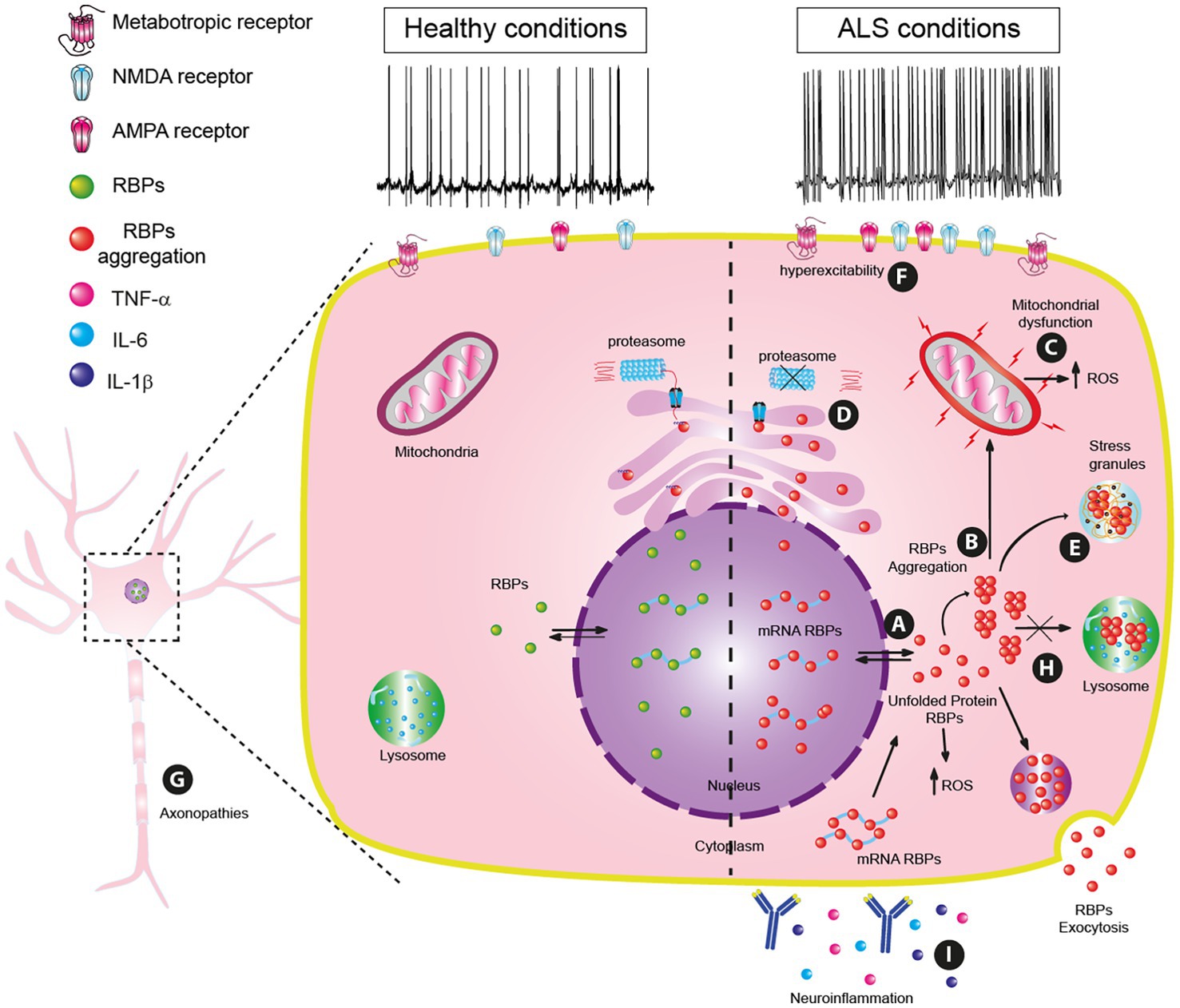 Frontiers  RNA-binding proteins as a common ground for neurodegeneration  and inflammation in amyotrophic lateral sclerosis and multiple sclerosis