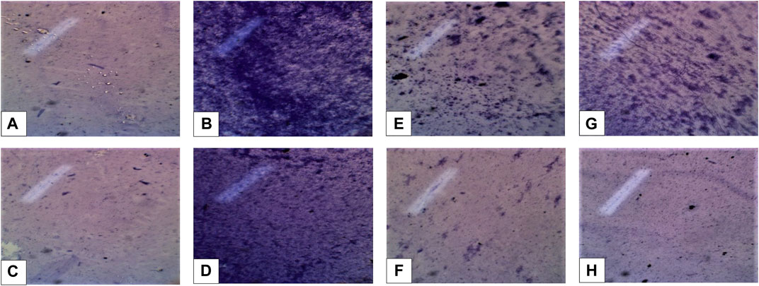 SciELO - Brasil - The potential antidiabetic properties of Liang (<i>Gnetum  gnemon</i> var.<i>tenerum</i>) leaves The potential antidiabetic properties  of Liang (<i>Gnetum gnemon</i> var.<i>tenerum</i>) leaves