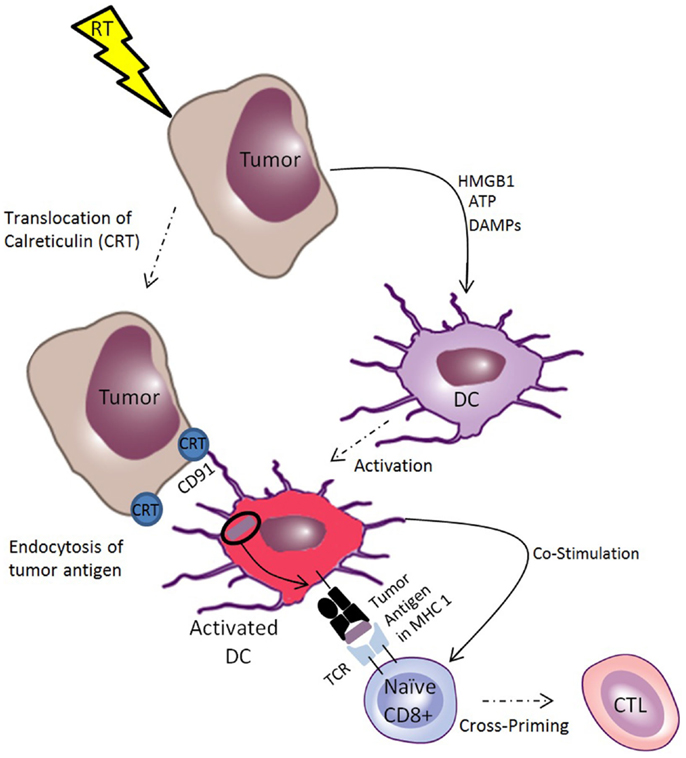 Frontiers Combinations Of Immunotherapy And Radiation In Cancer Therapy