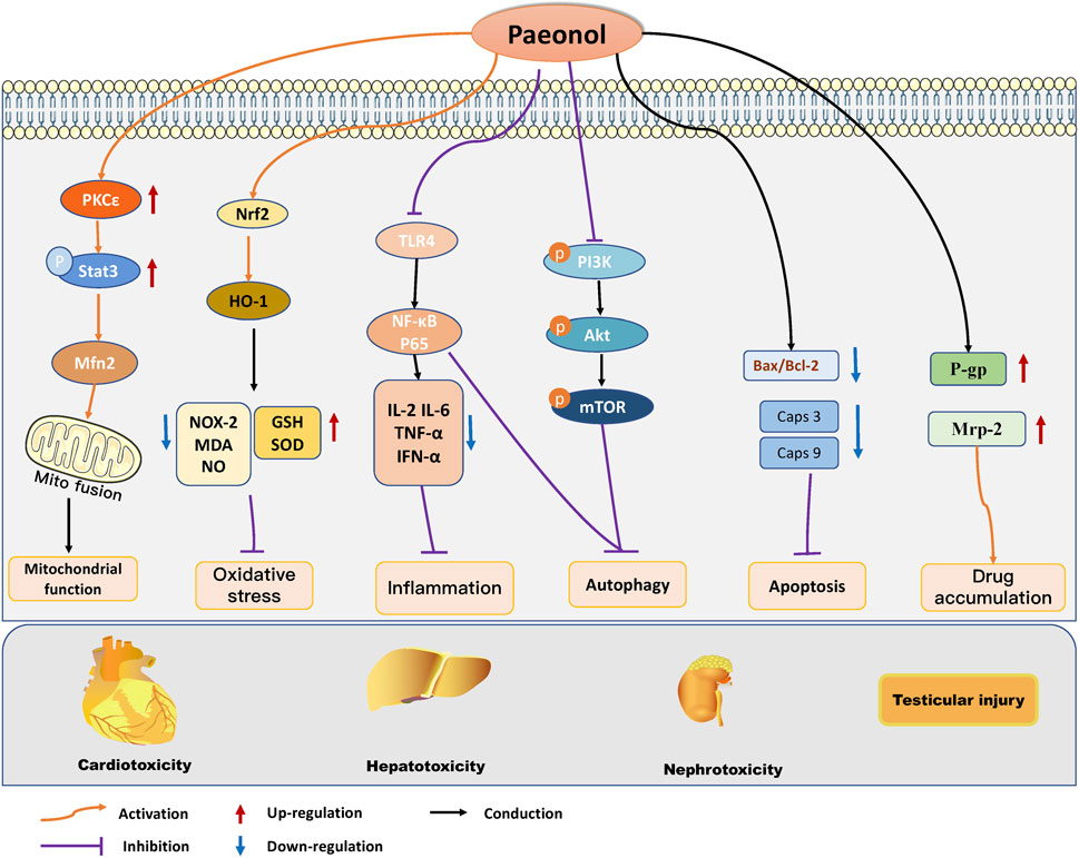 Pharmacological effects and mechanisms of paeonol Pharmacological effects and mechanisms of paeonol