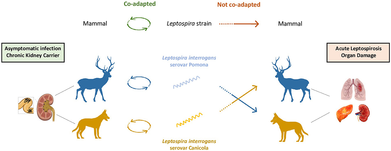 Frontiers | Leptospirosis: toward a better understanding of the  environmental lifestyle of Leptospira