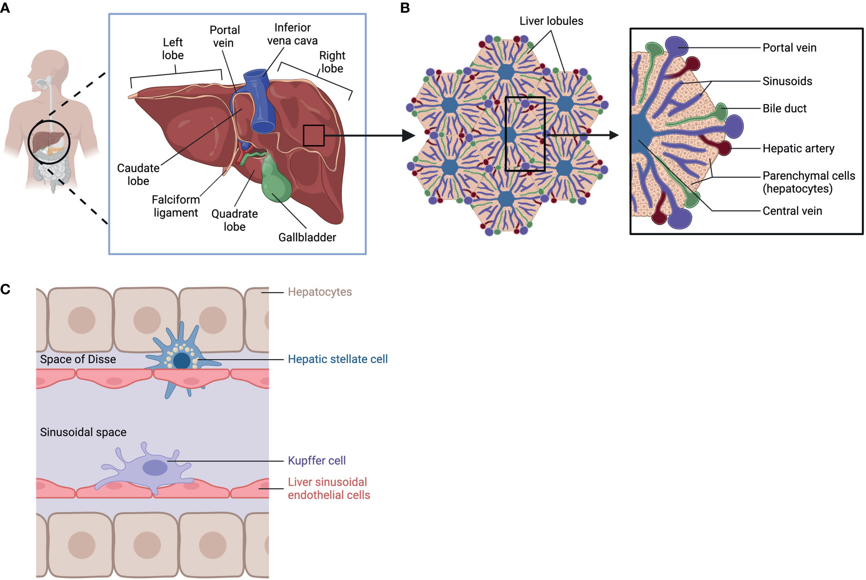 Frontiers | Macrophages and the development and progression of non