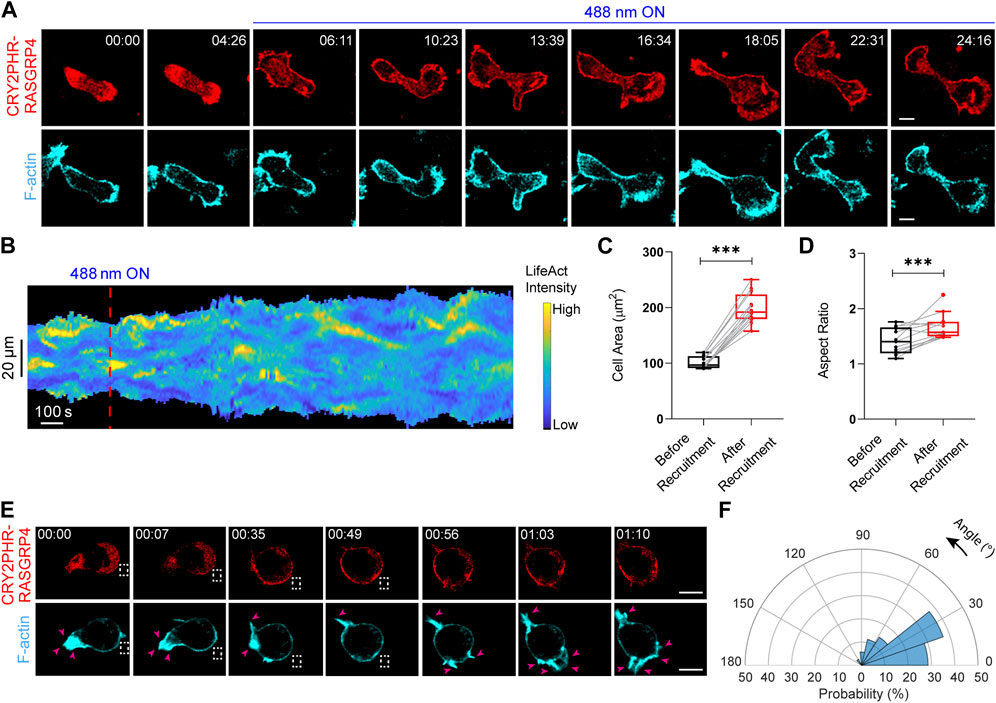 Frontiers  The Emerging Role of Rho Guanine Nucleotide Exchange