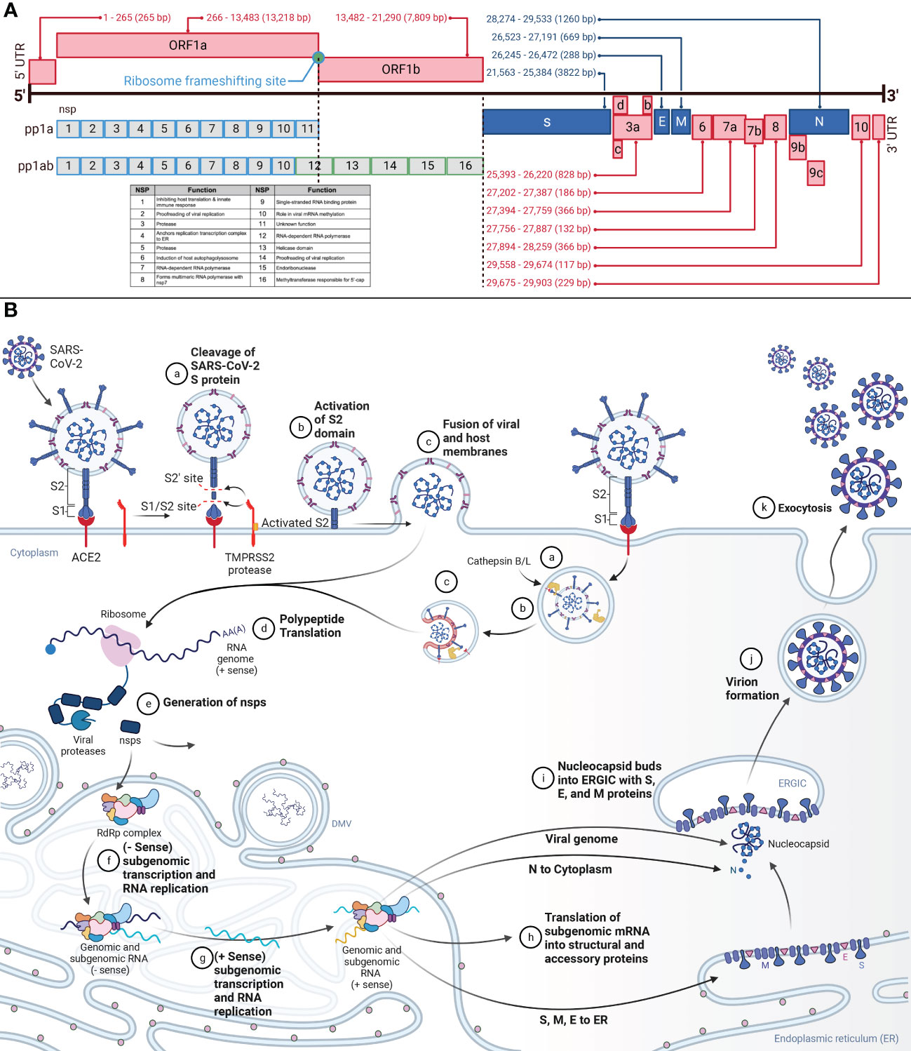 Frontiers  A Bioinformatics Approach to Investigate Structural and  Non-Structural Proteins in Human Coronaviruses