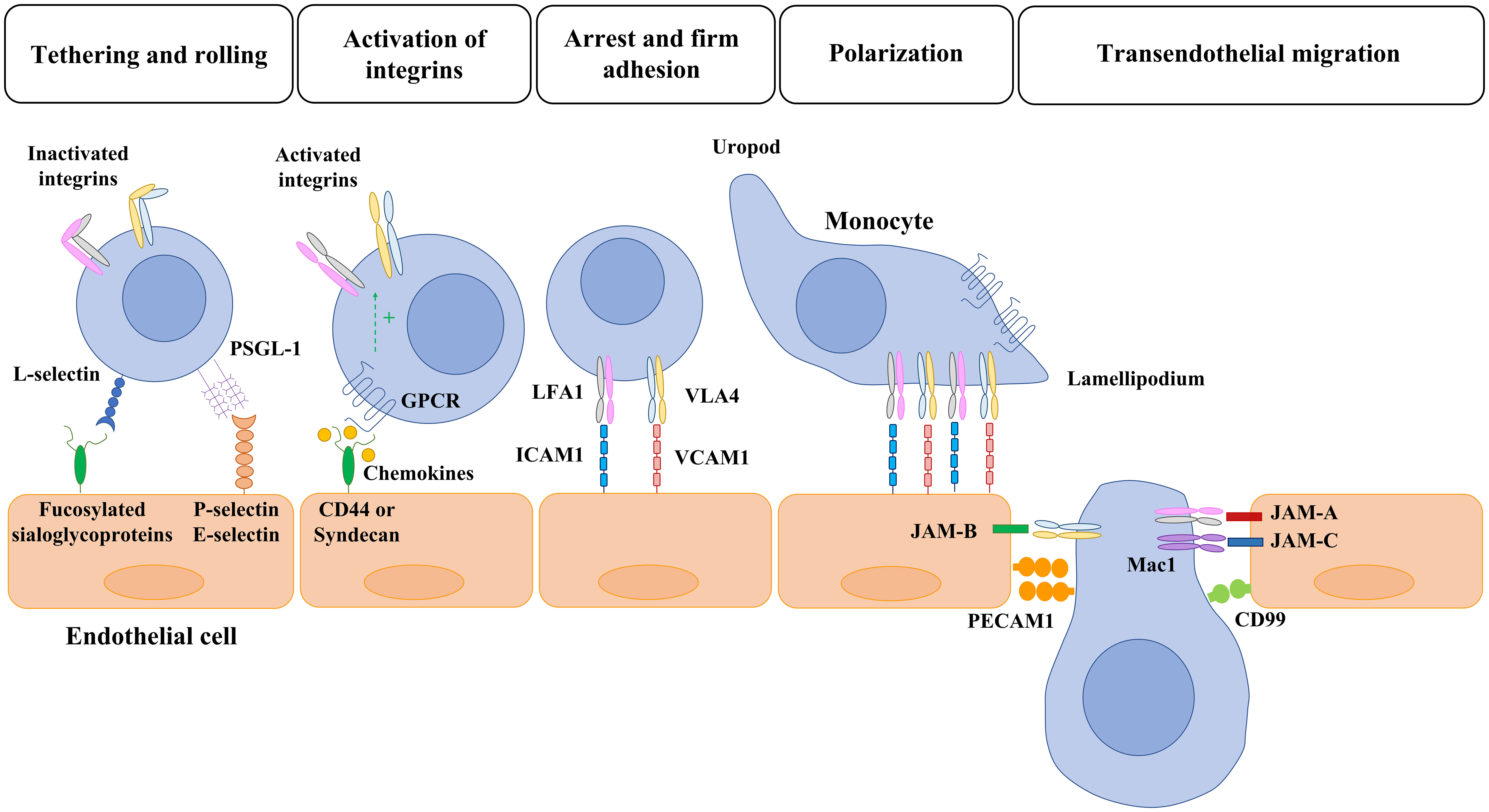 Frontiers Monocyte Endothelial Cell Interactions In Vascular And