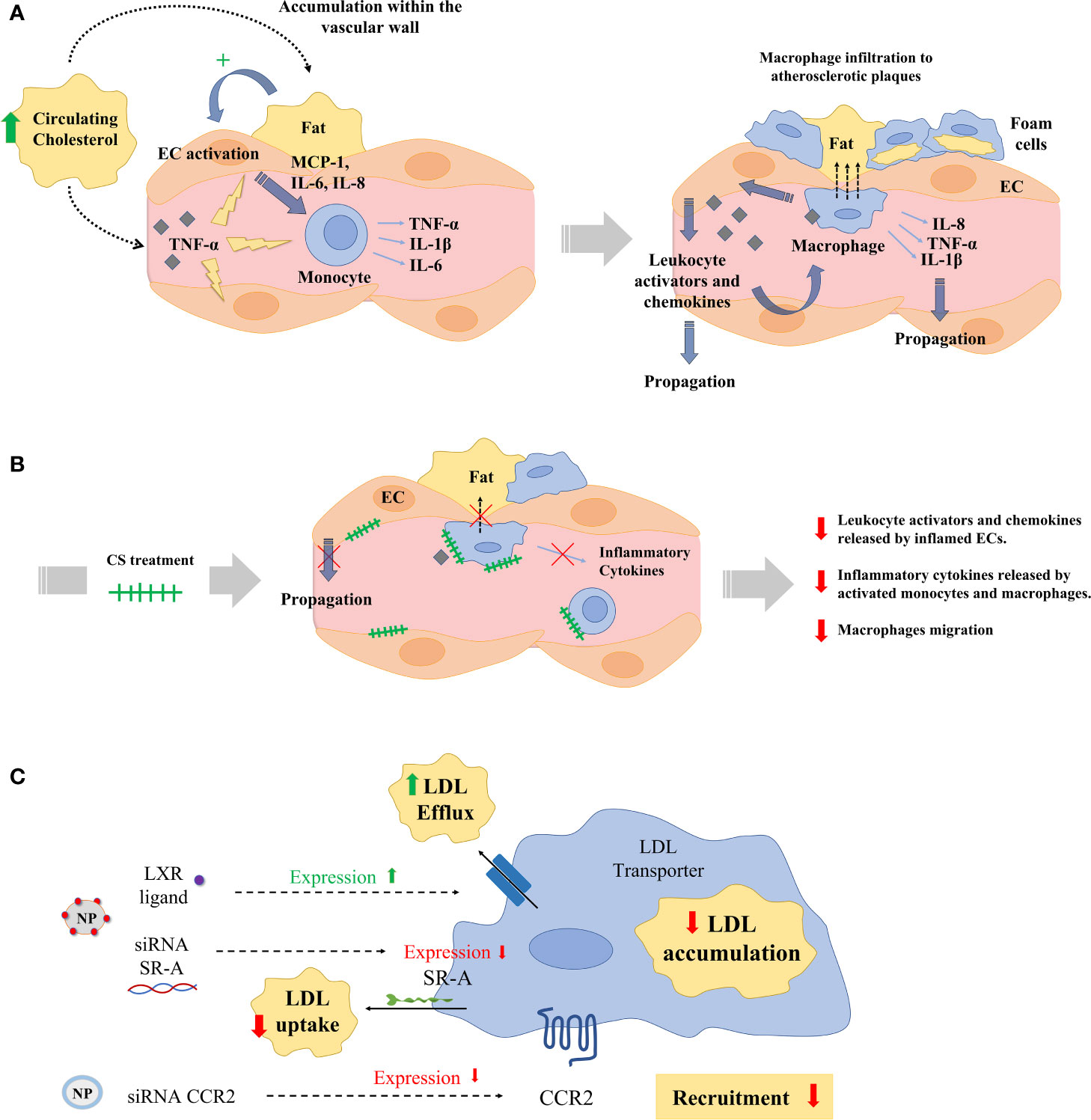 Suppressive Role of Endogenous Endothelial Monocyte Chemoattractant  Protein–1 on Monocyte Transendothelial Migration In Vitro