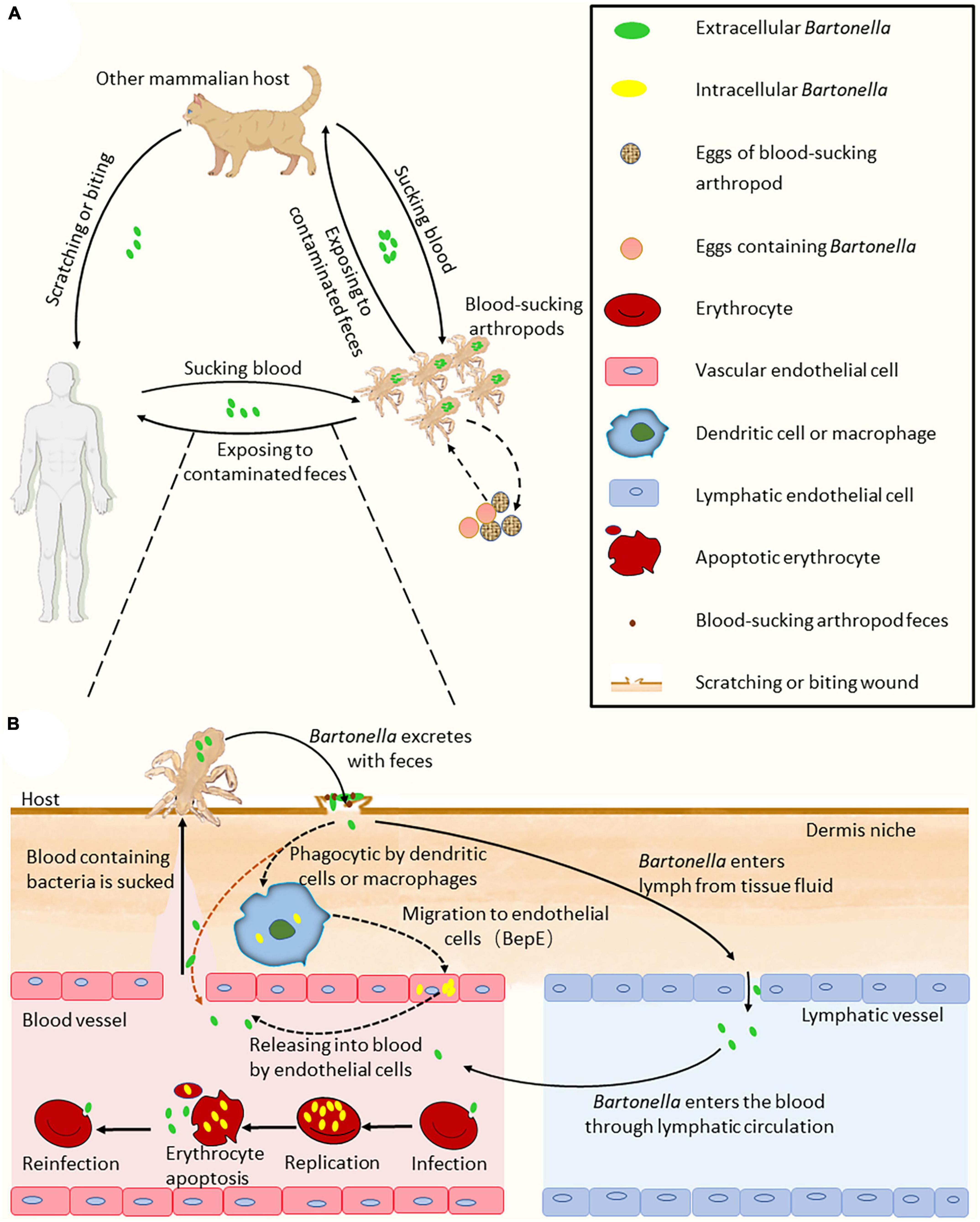 Frontiers Advancements in understanding the molecular and immune mechanisms of Bartonella pathogenicity