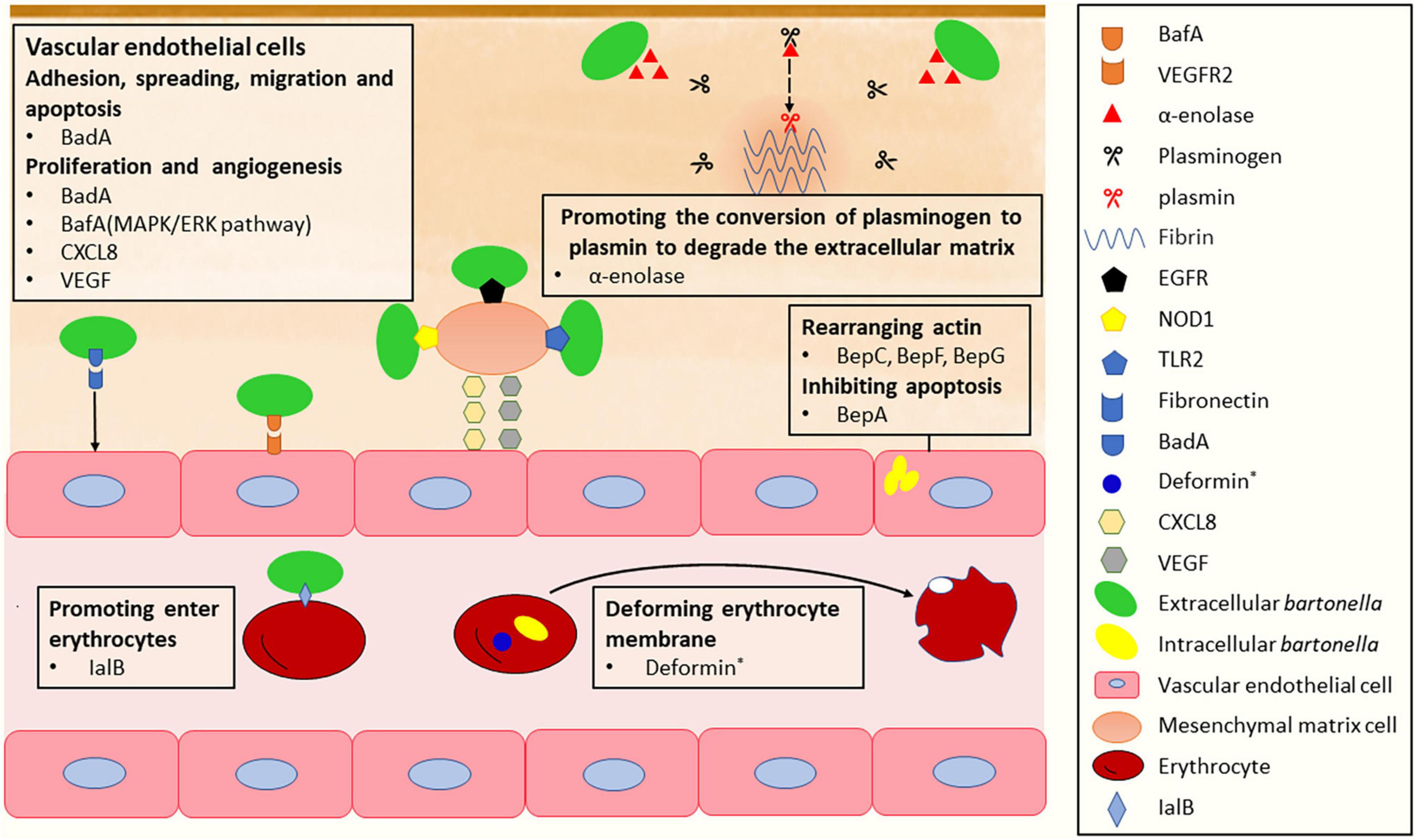 Frontiers Advancements in understanding the molecular and immune