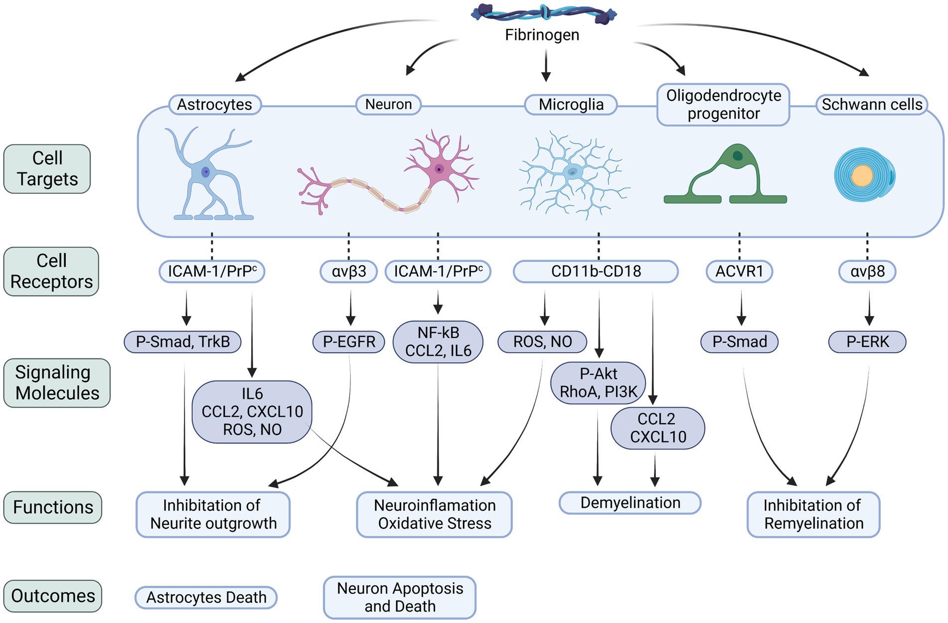 Frontiers  Striatal fibrinogen extravasation and vascular degeneration  correlate with motor dysfunction in an aging mouse model of Alzheimer's  disease