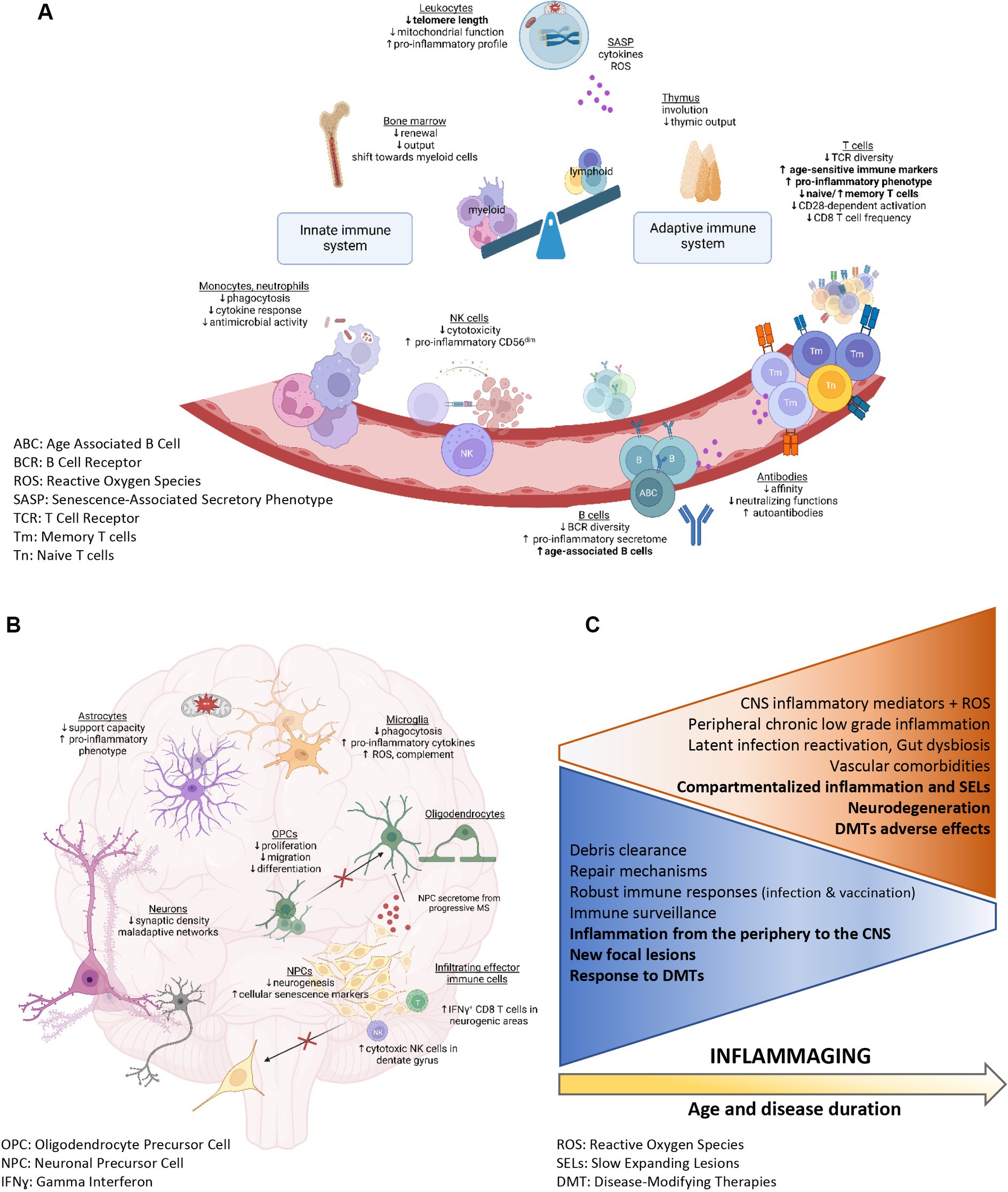 Frontiers  Impact of aging on treatment considerations for multiple  sclerosis patients