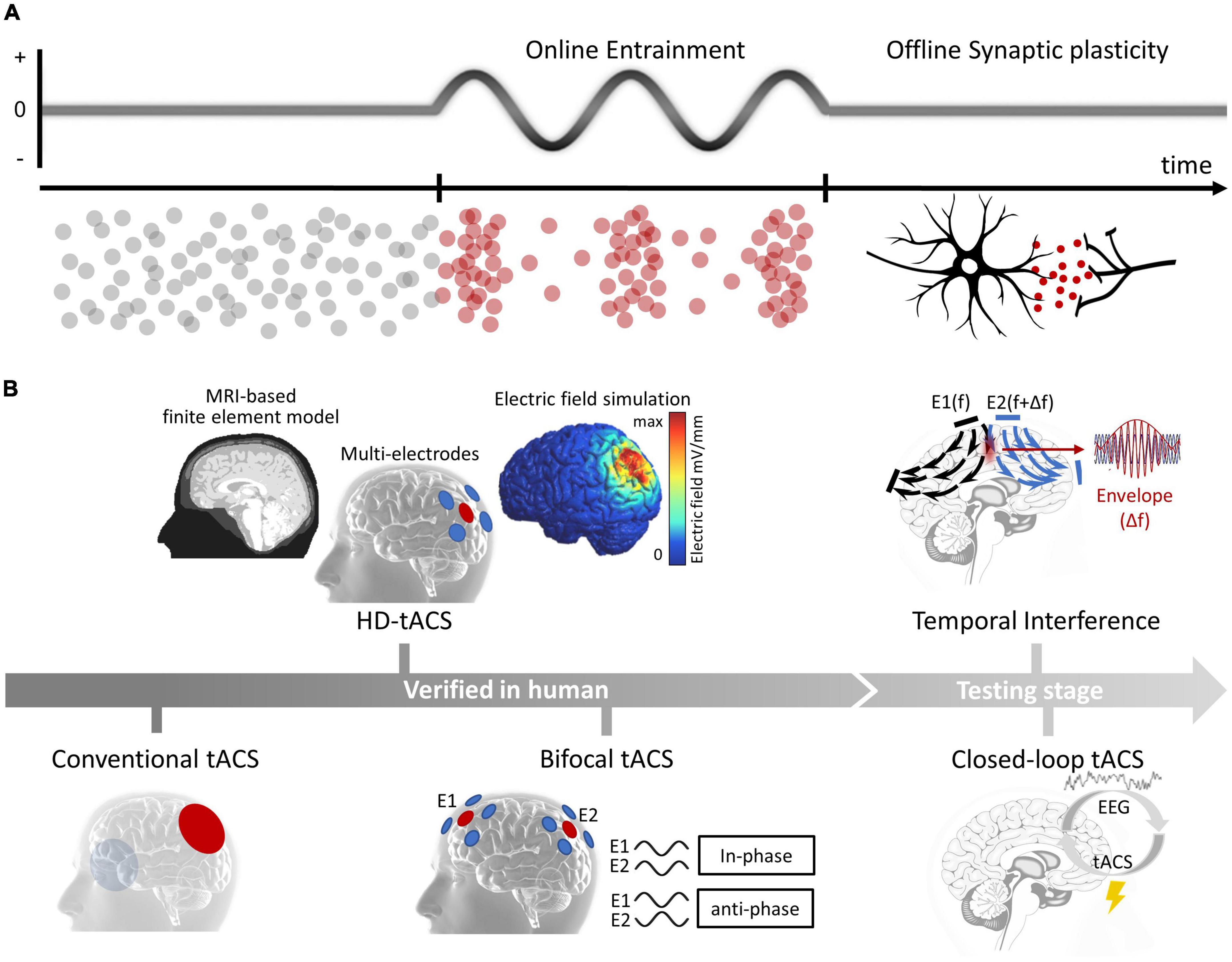 Frontiers  Transcranial Alternating Current Stimulation (tACS) Mechanisms  and Protocols