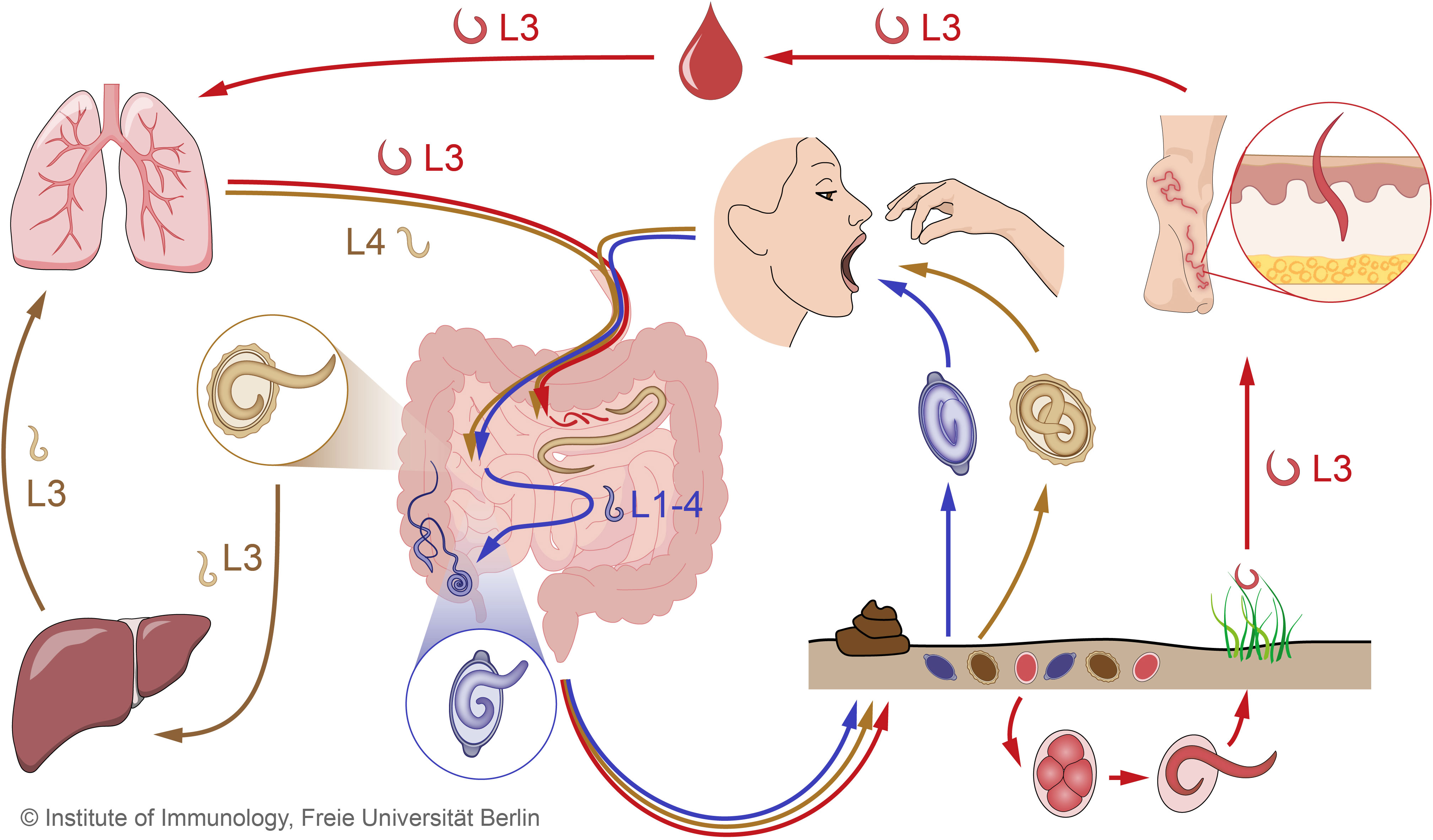 Frontiers Infection with soil-transmitted helminths and their impact on coinfections photo