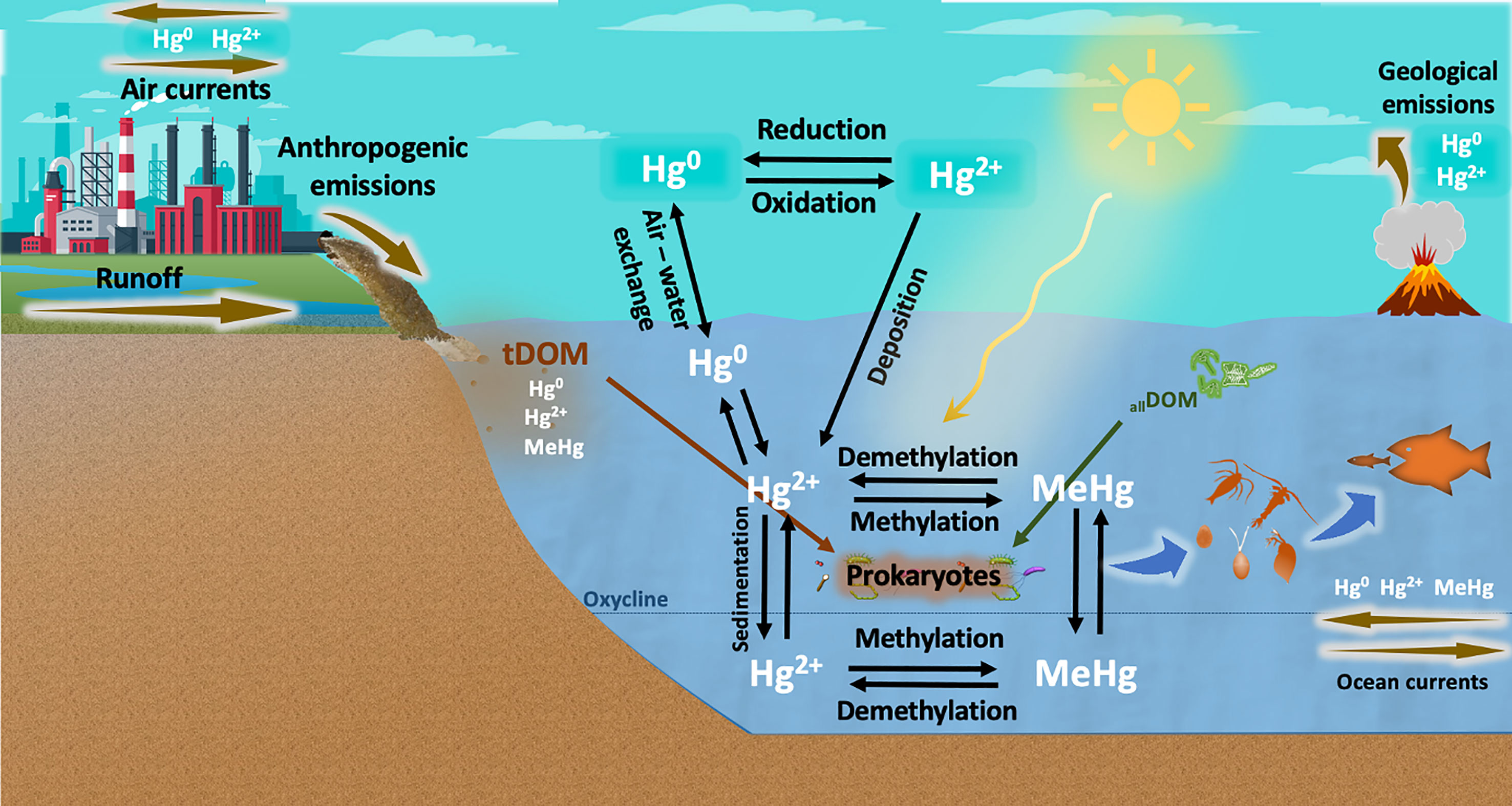 Decomposition of HGHGH and phenylalanine (Phe) in water by γ-ray