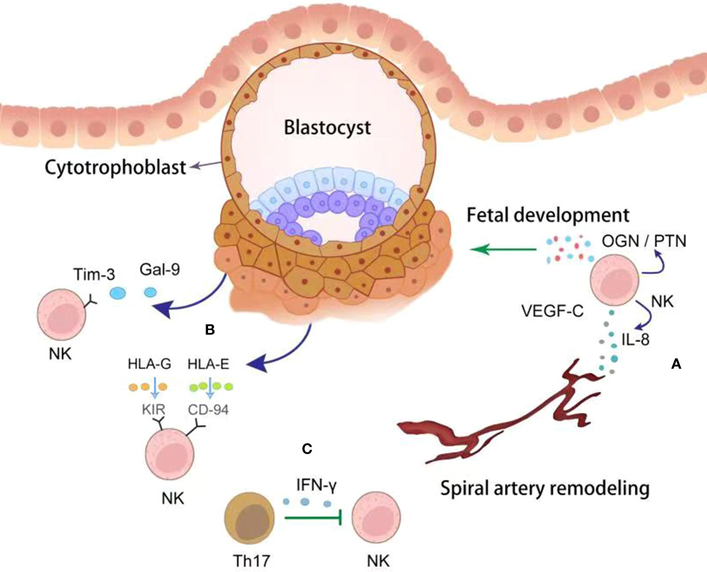 Frontiers Fetal maternal Interactions During Pregnancy A three in frontiers-fetal-maternal-interactions-during-pregnancy-a-three-in