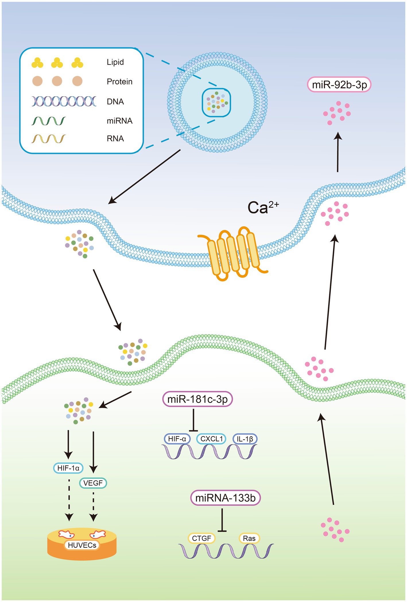 Frontiers  Impact of High-Altitude Hypoxia on Bone Defect Repair