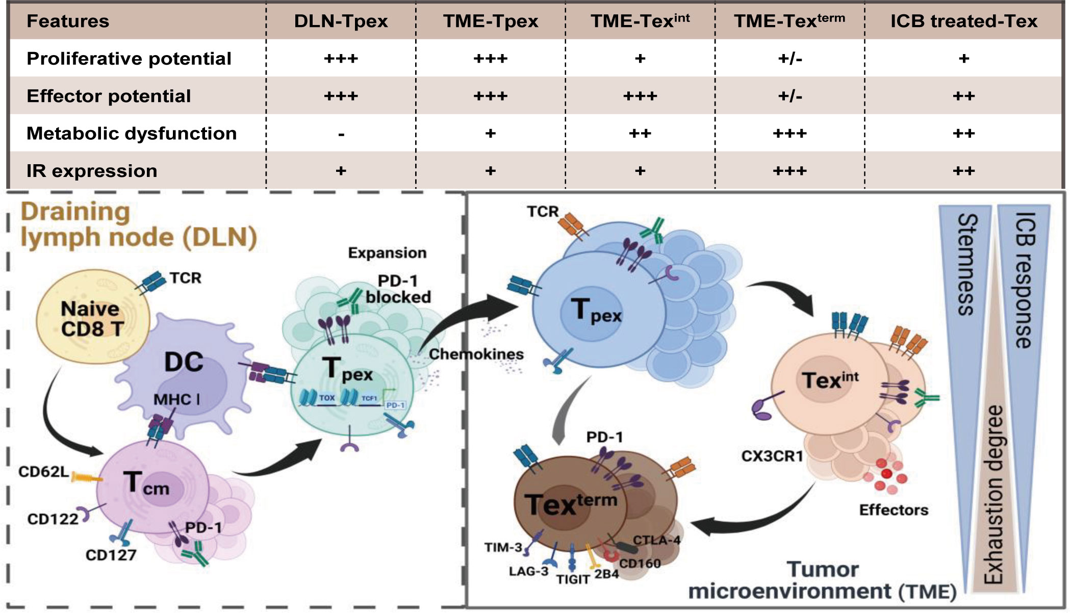 MYB orchestrates T cell exhaustion and response to checkpoint inhibition
