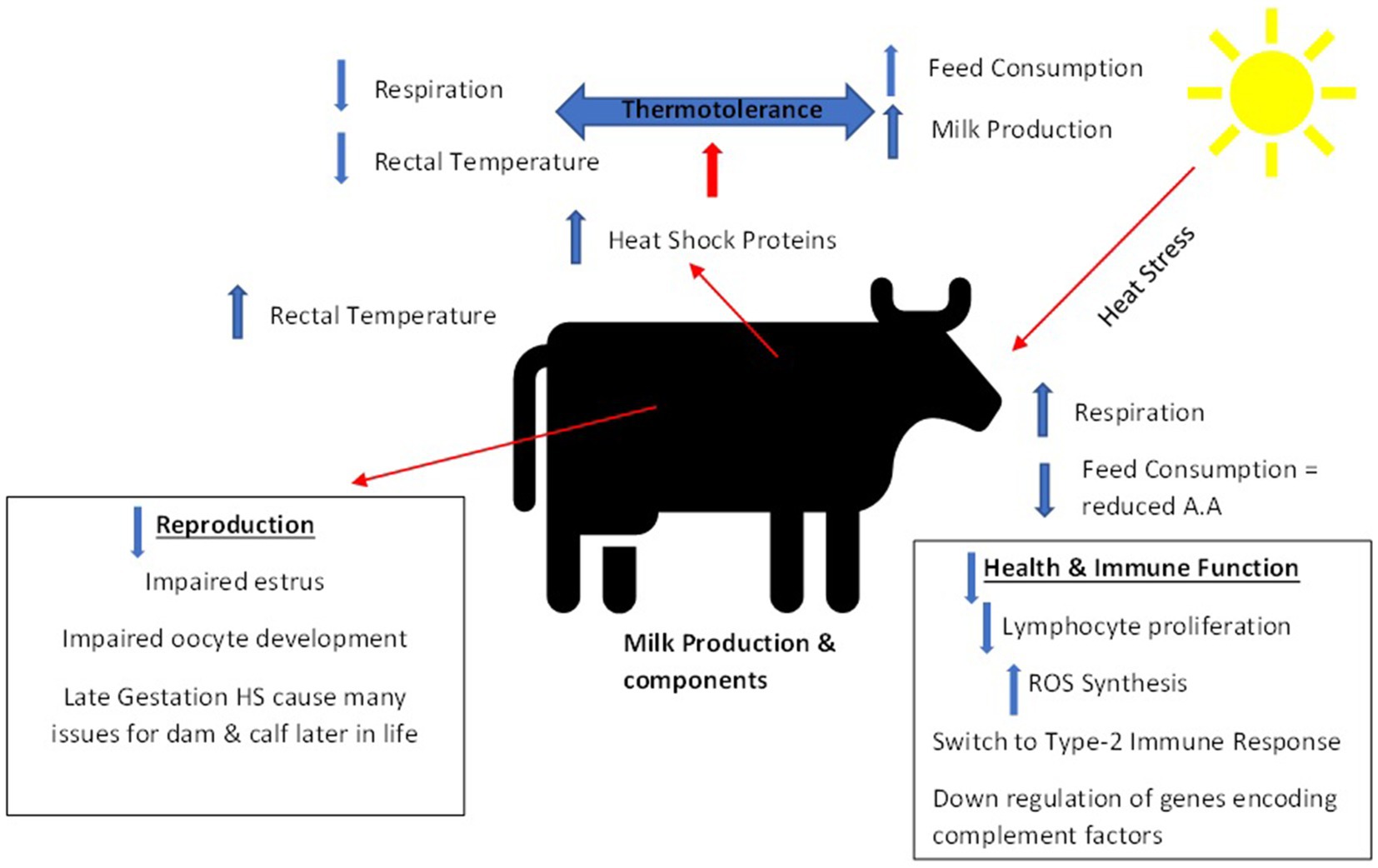 Frontiers | Impact of heat stress on dairy cattle and selection ...