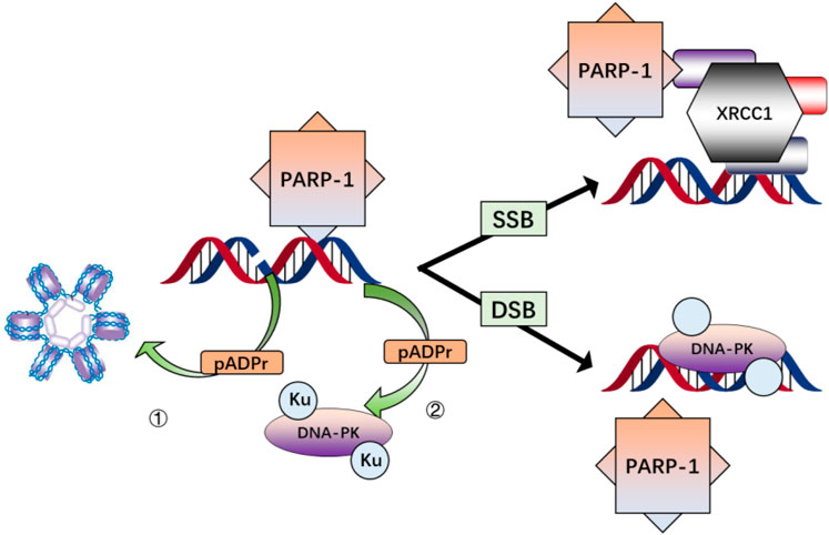 Degradation of HMGB1 and PARP-1 in HeLa cells after infection with C.