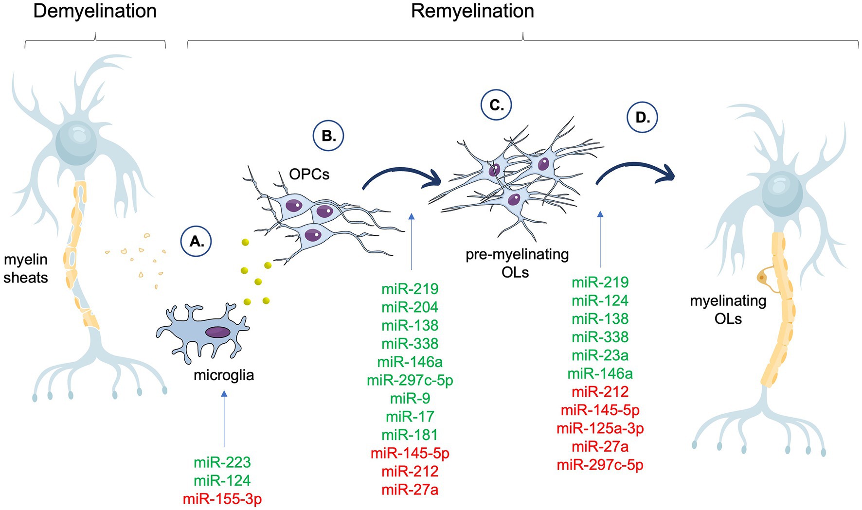Frontiers Remyelination in multiple sclerosis from the miRNA perspective