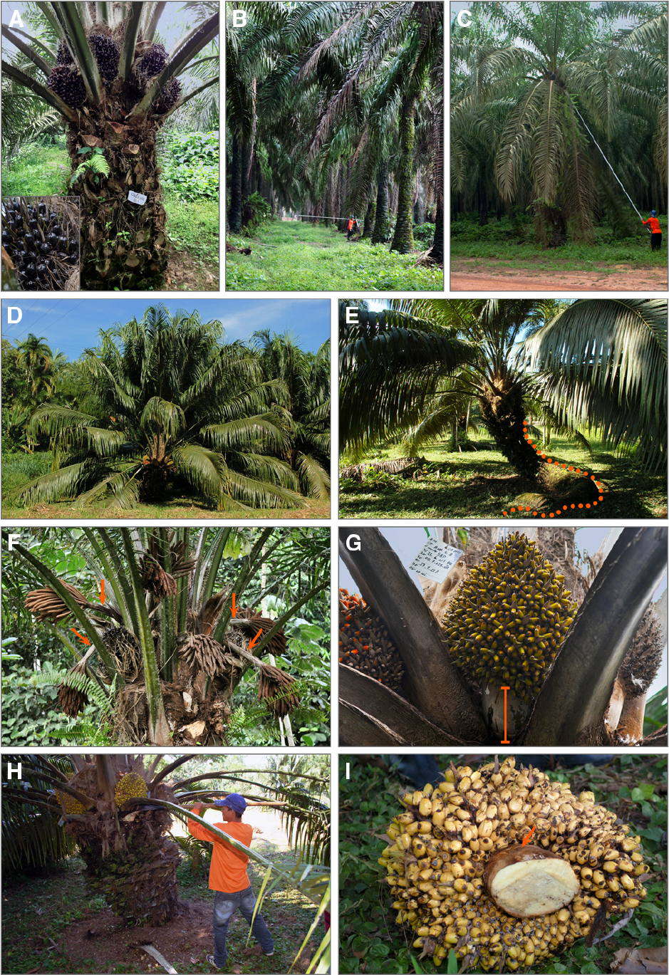 Frontiers | Oil palm diversity and the potential for yield | Plant Science