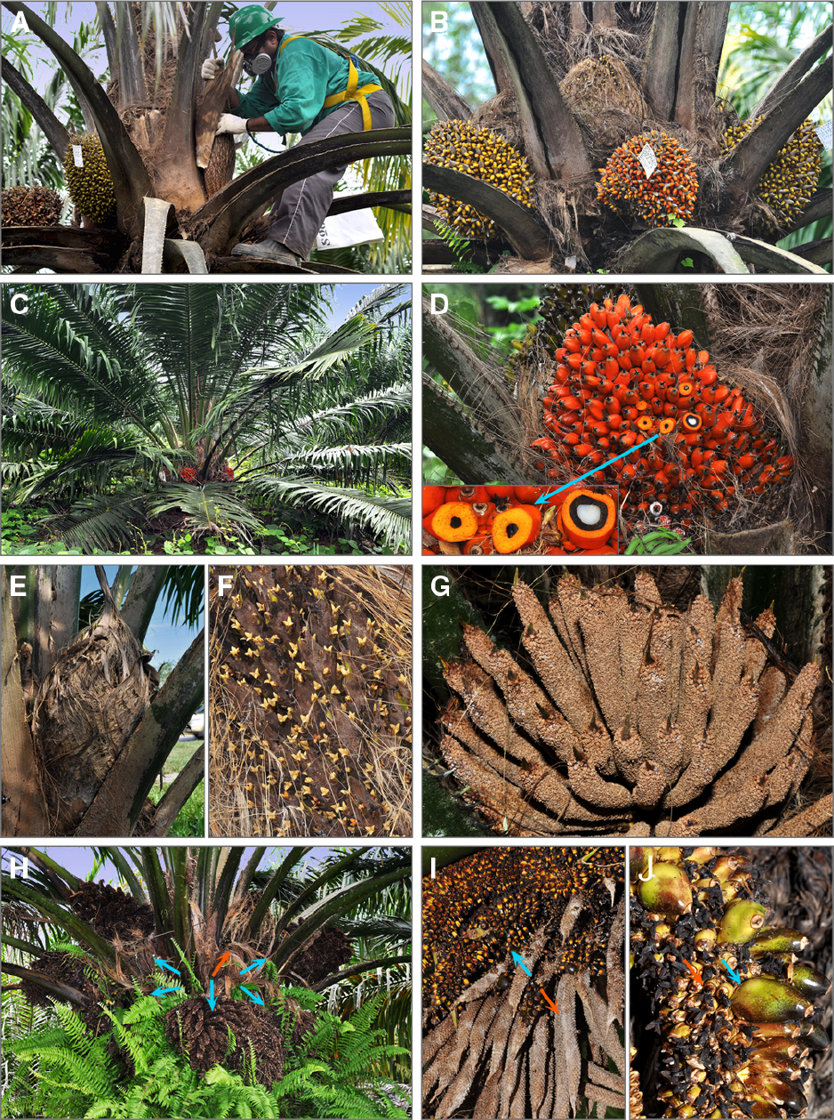 Frontiers | Oil palm diversity and the potential for yield | Plant Science