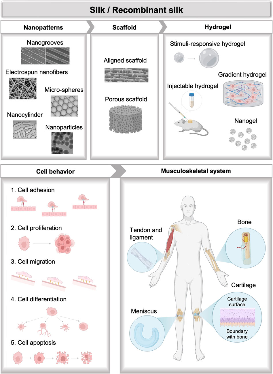 The effect of ageing on the mechanical properties of the silk of